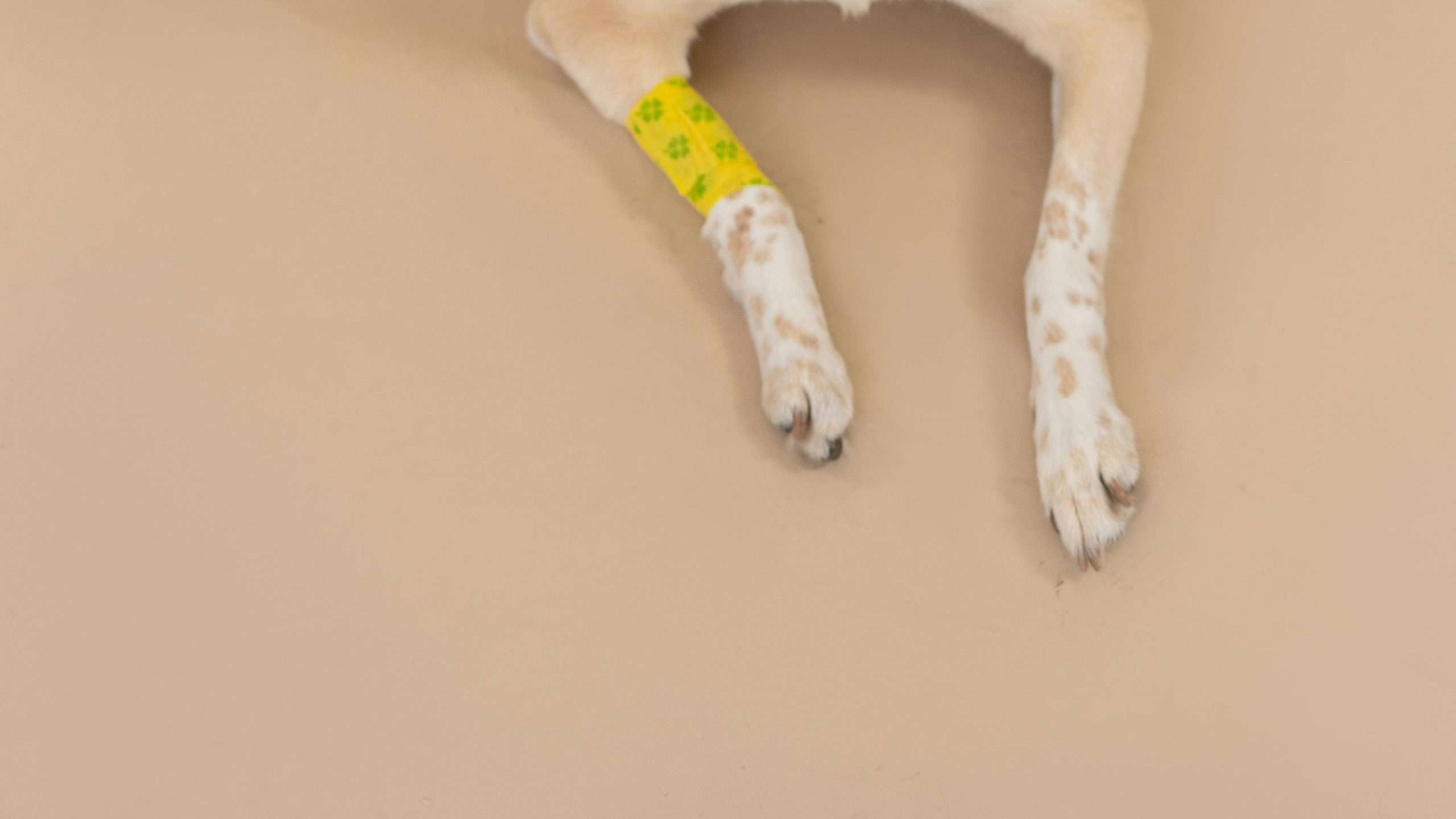 An image of a dog with broken leg - adopting a disabled dog 