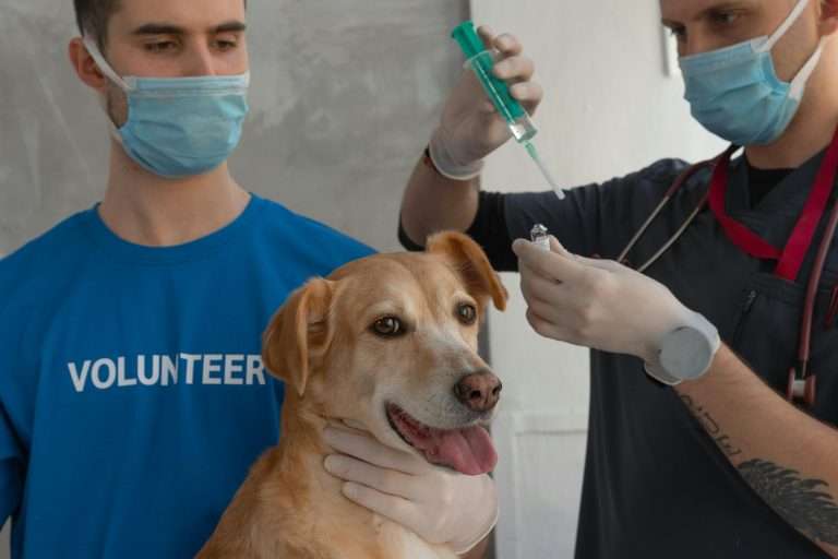 The Importance of Dog Vaccinations, Regular Check-Ups, Parasite Control, and Dental Care