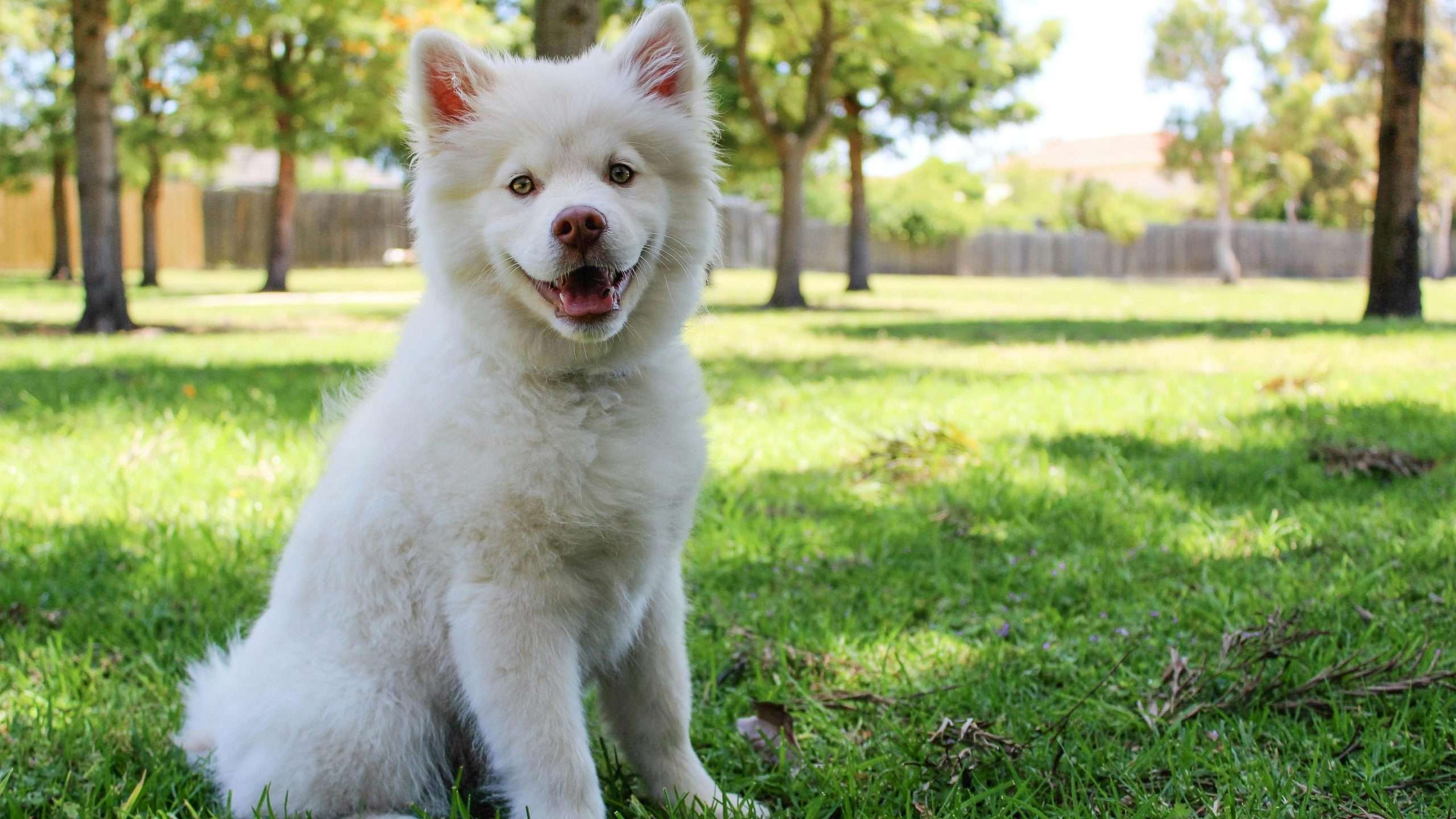 An image of a dog sitting in a lawn - fight-or-flight in dogs