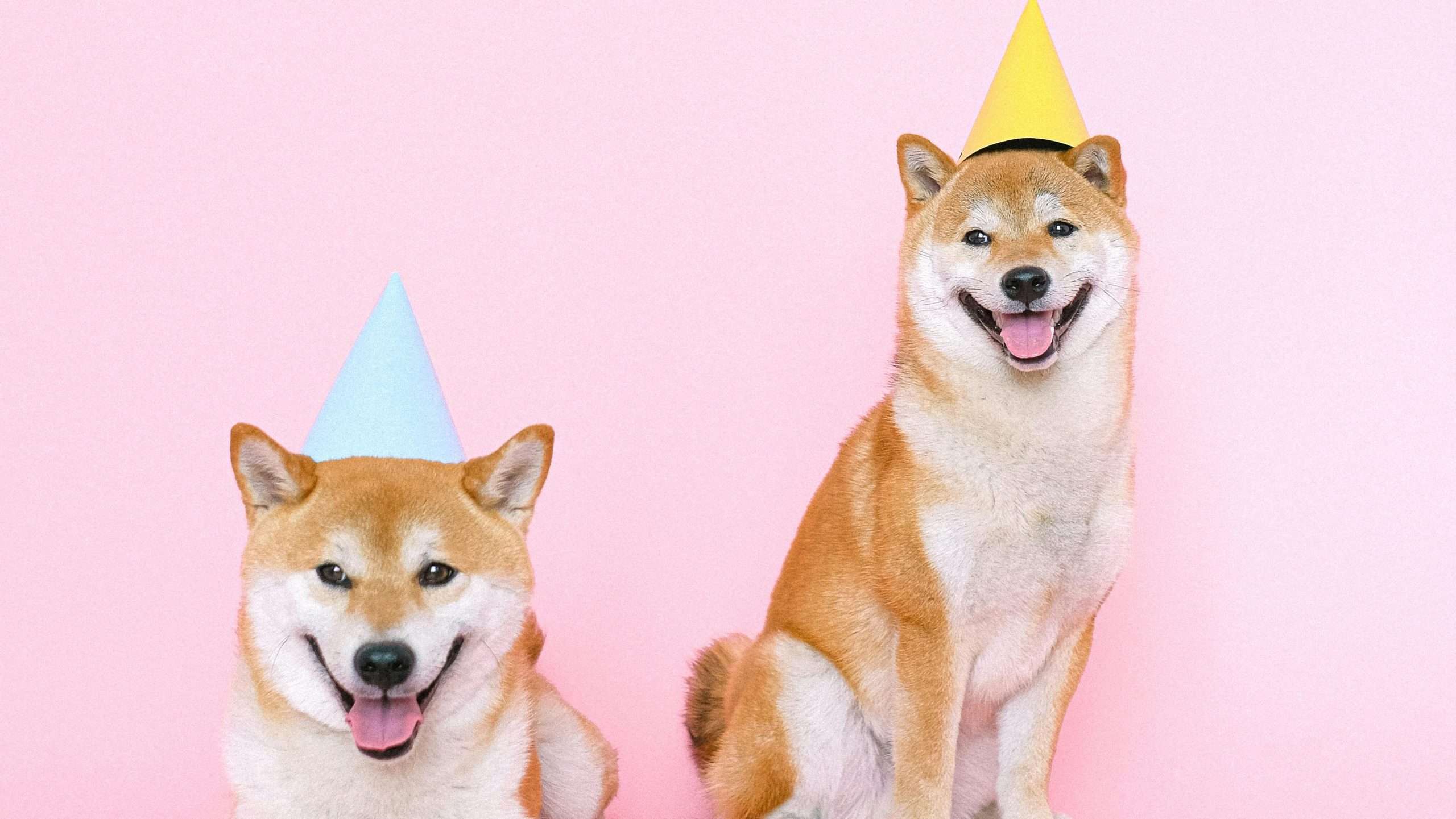 An image of 2 dogs - second dog