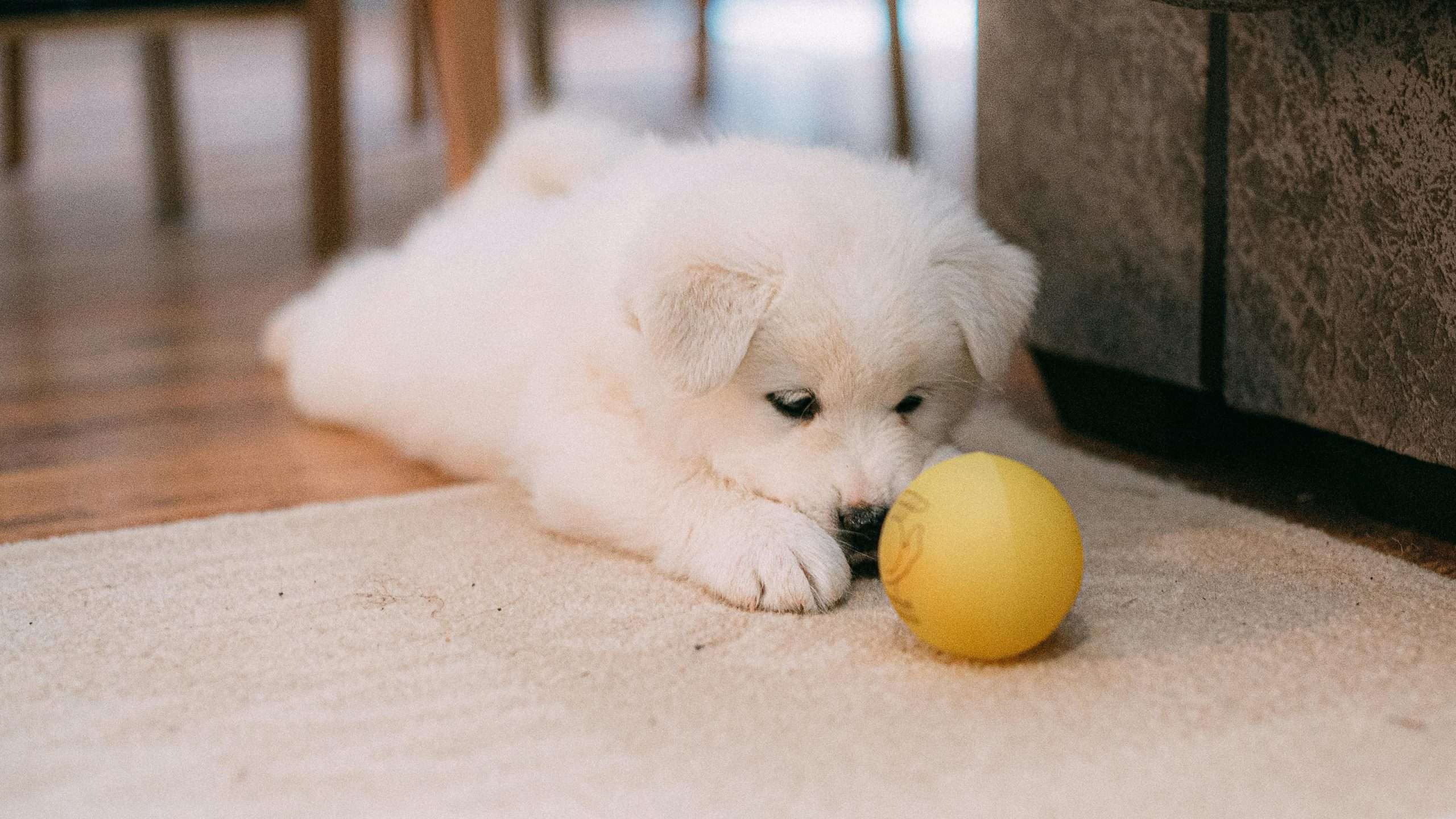 An image of a dog playing with a ball