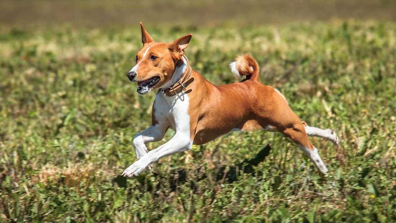 An image of a Basenji dog running