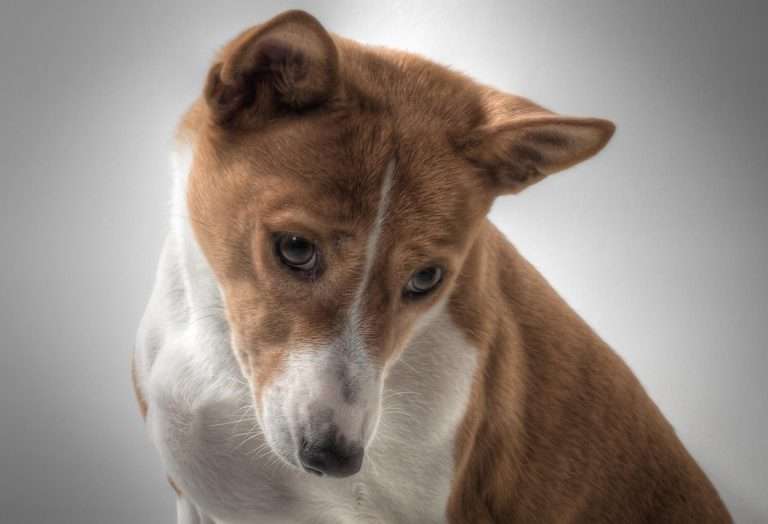How to Take Care of a Basenji Dog