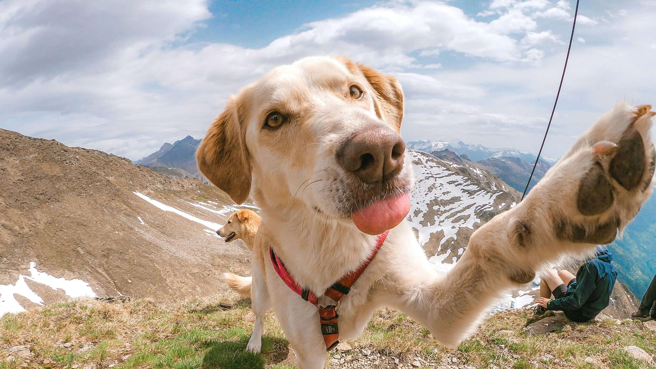 An image of dogs hiking