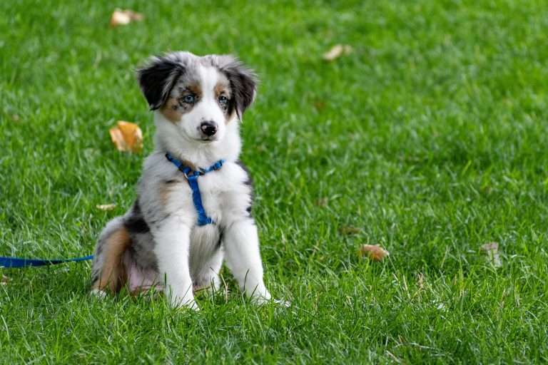 10 Easy Tricks to Teach Your Puppy Early