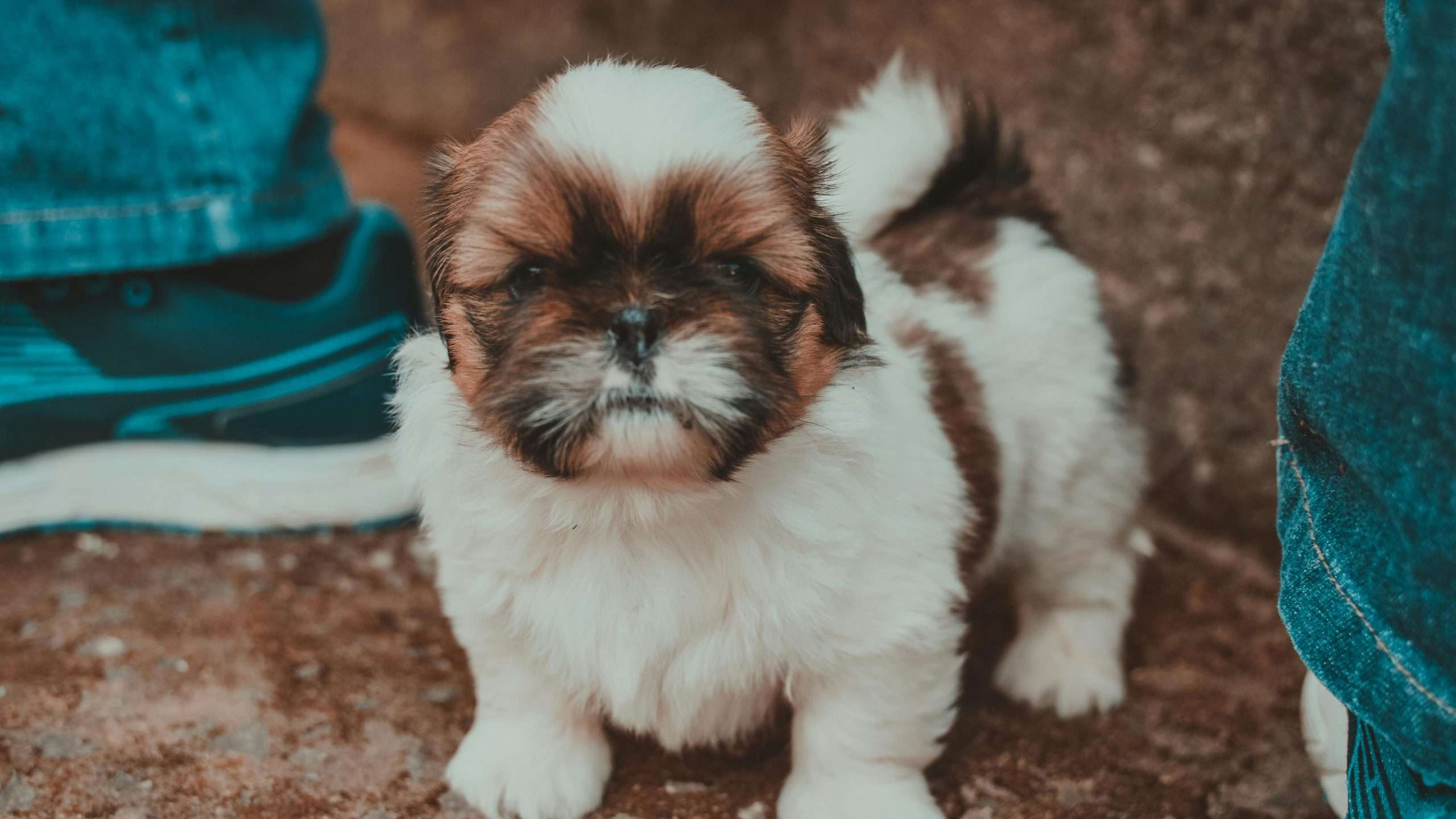 An image of a Shih Tzu breed puppy