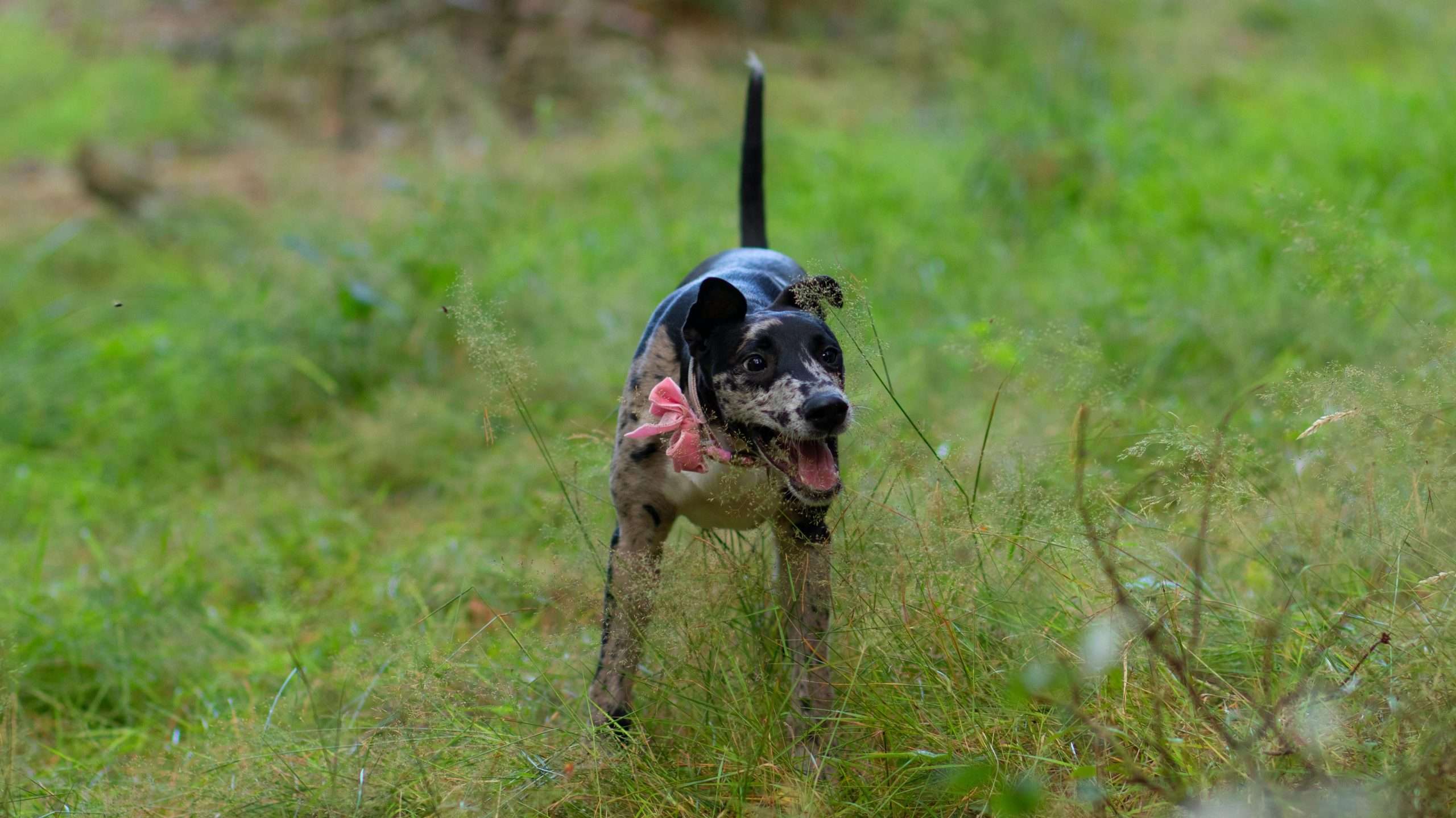 An image of a dog playing games