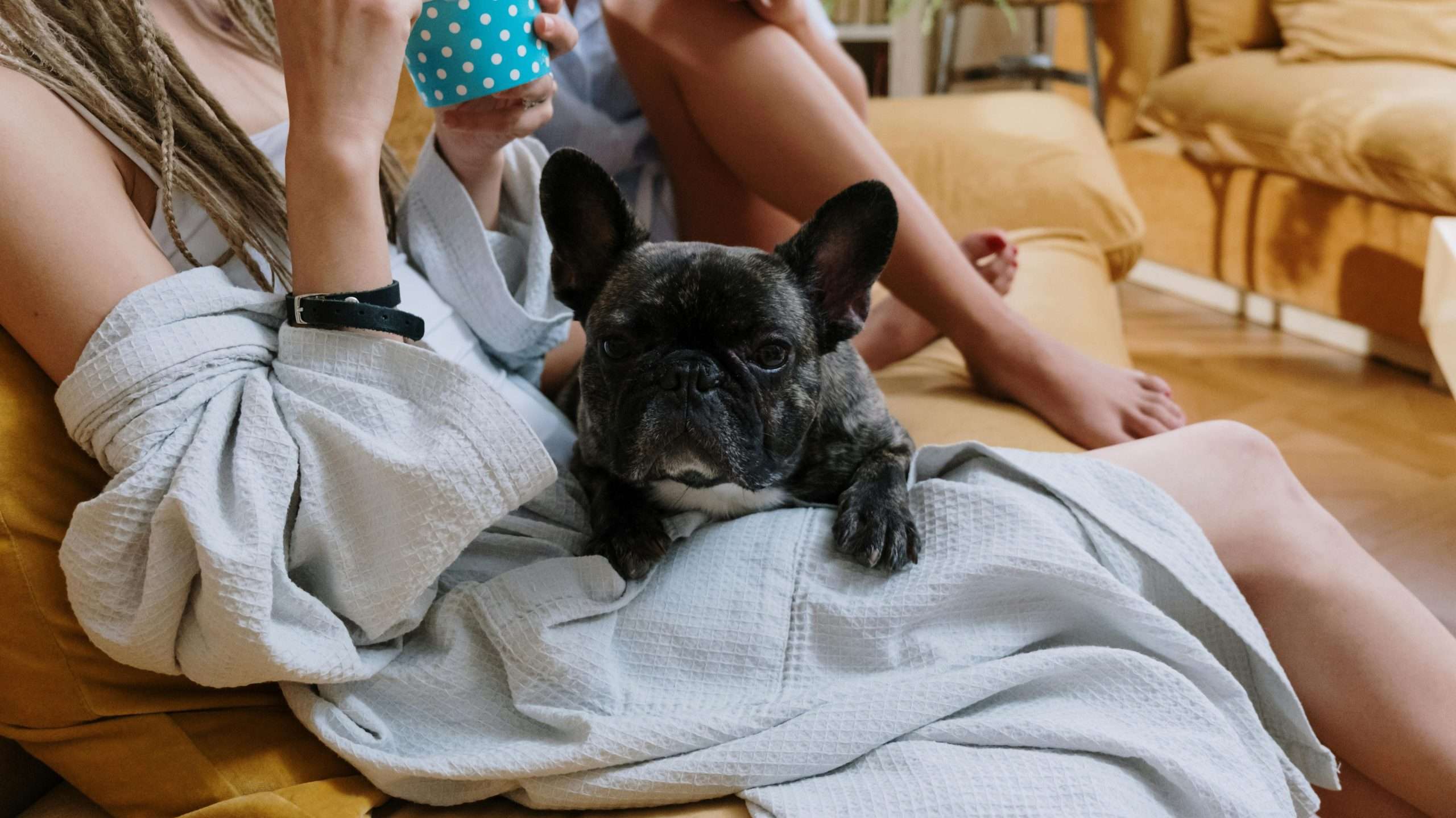 An image of a dog with its owners