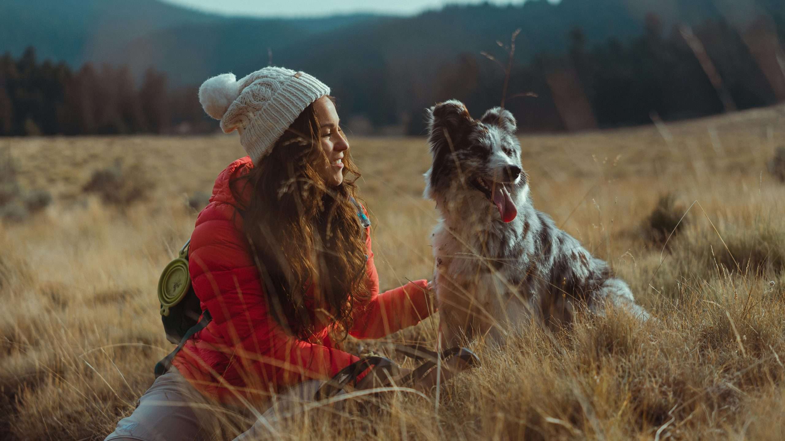 An image of a dog on a trip with its owner