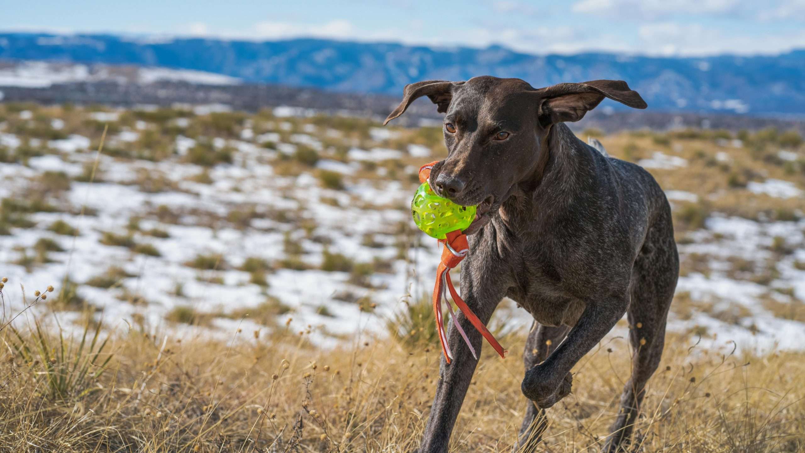 An image of a dog playing