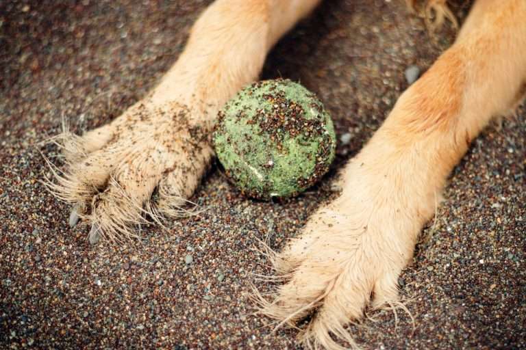 10 Fun Brain Games to Keep Your Dog Happy and Engaged