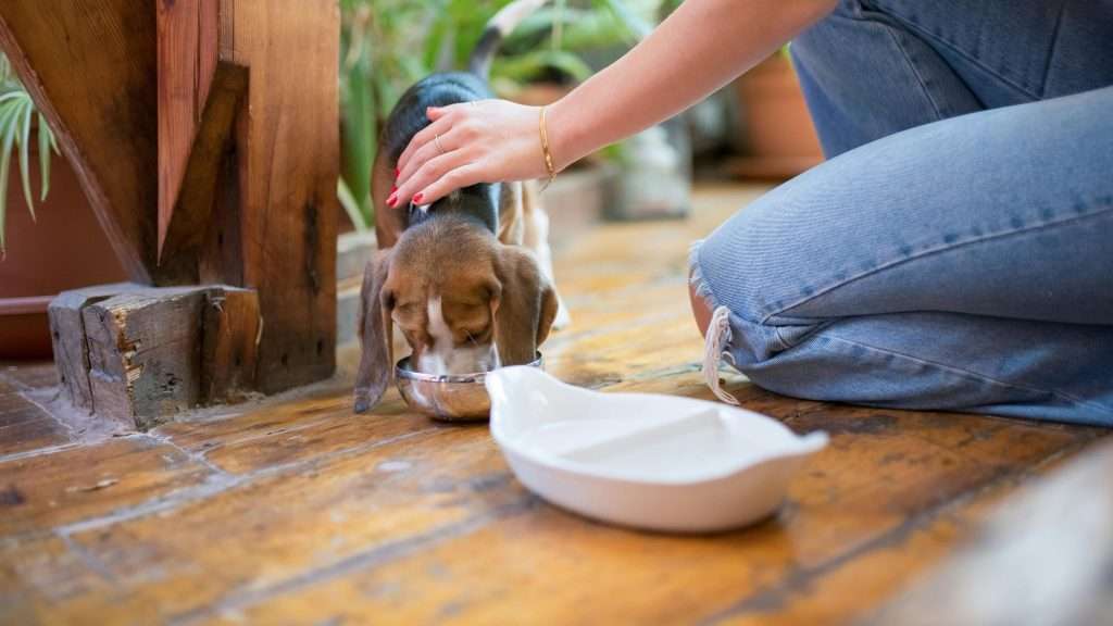 An image of a dog eating food - dog nutrition myths