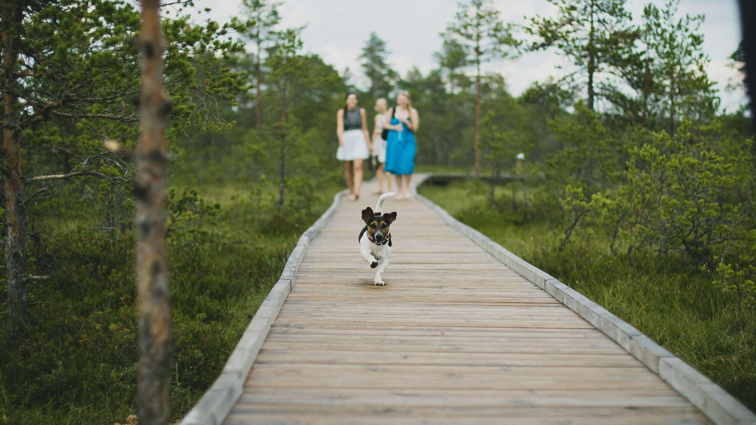 An image of a dog on a trip