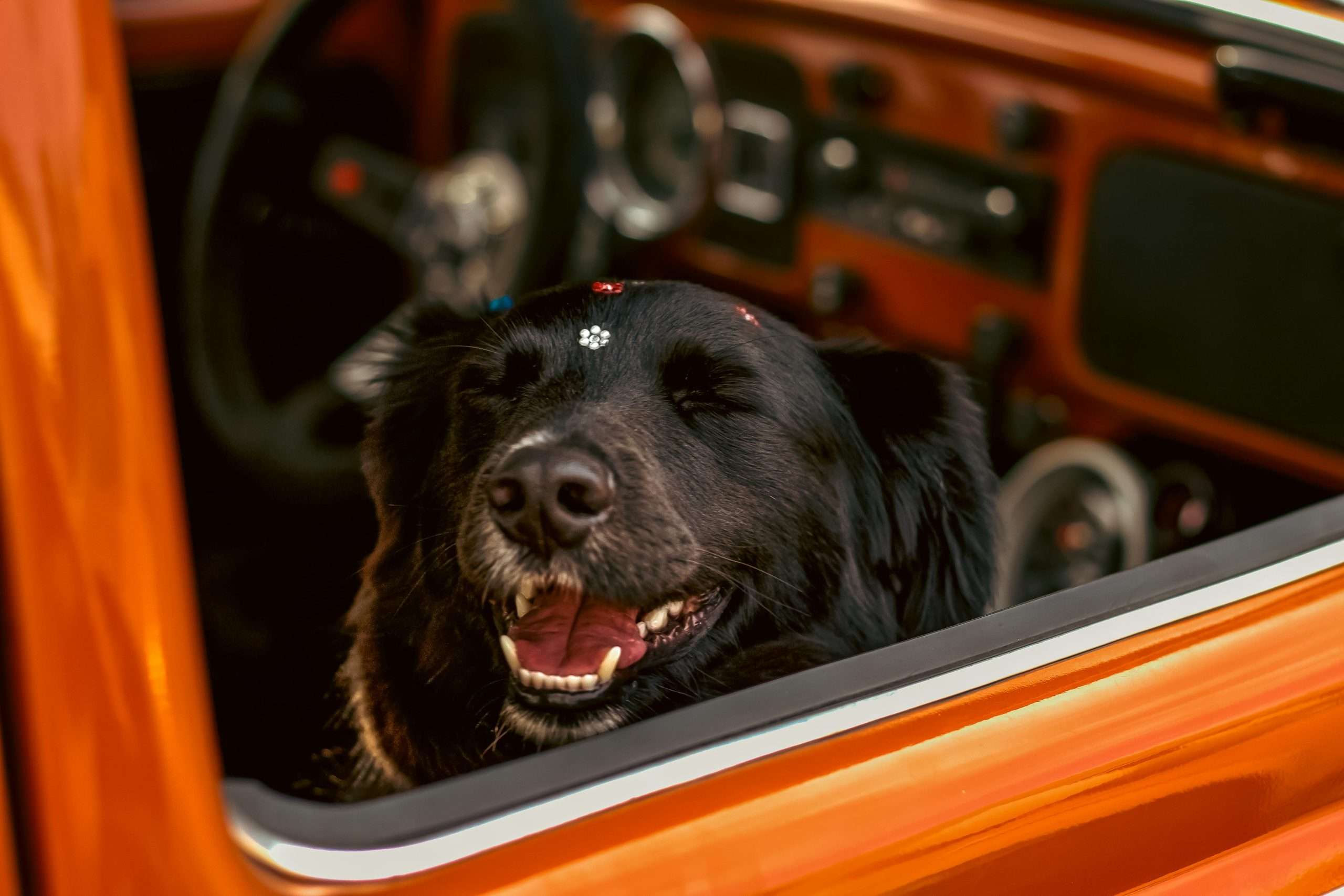 An image of a dog on a road trip - pet-friendly road trip