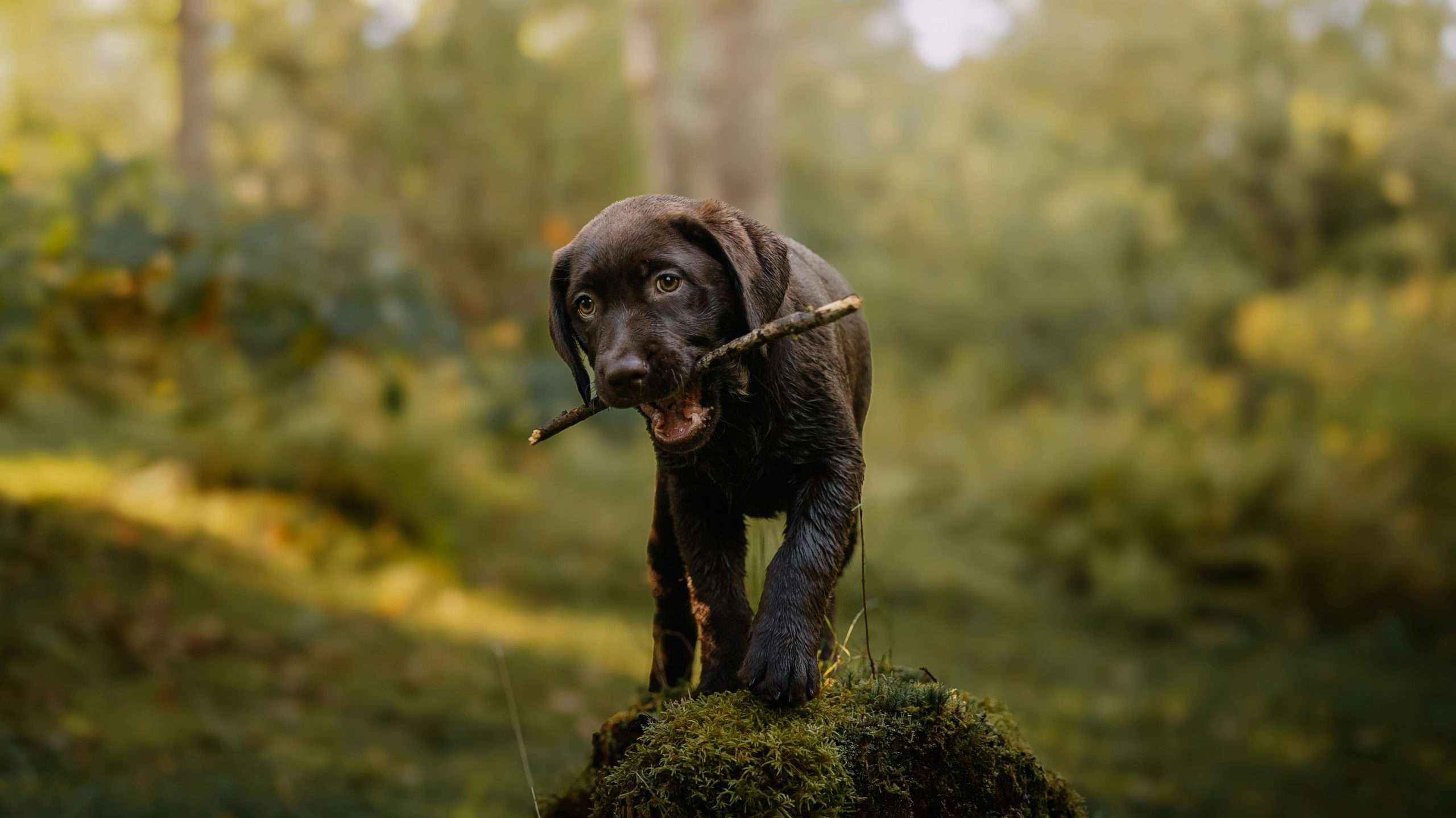 An image of a puppy with a stick - teach your puppy