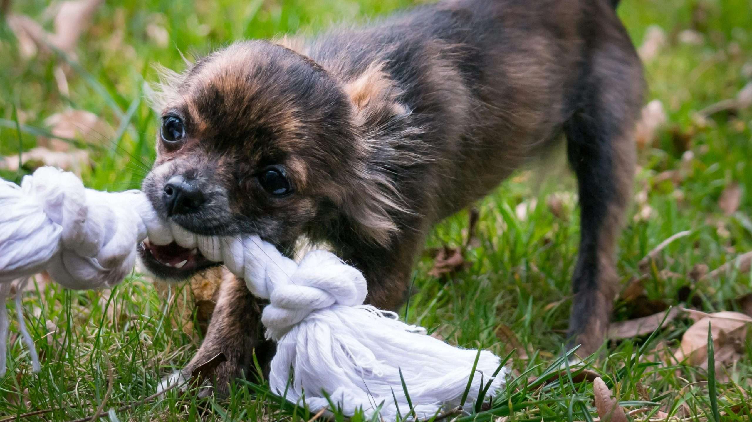 An image of a puppy training - teach your puppy