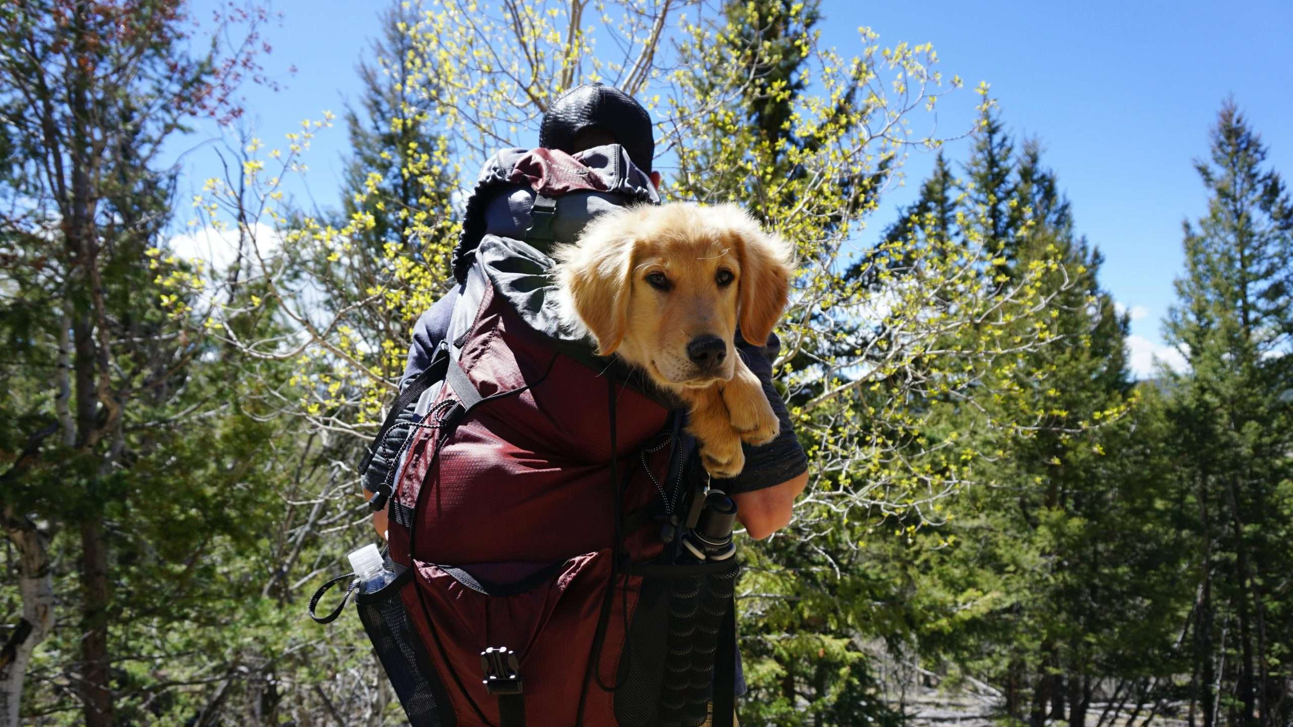 An image of a dog on a trip