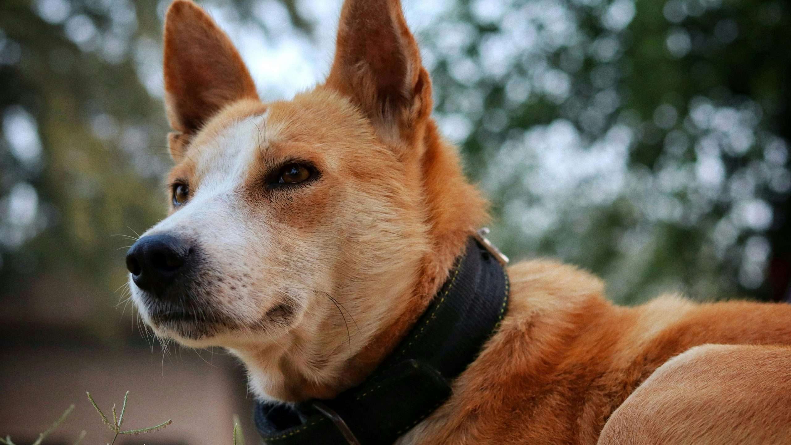 An image of a Basenji with tag