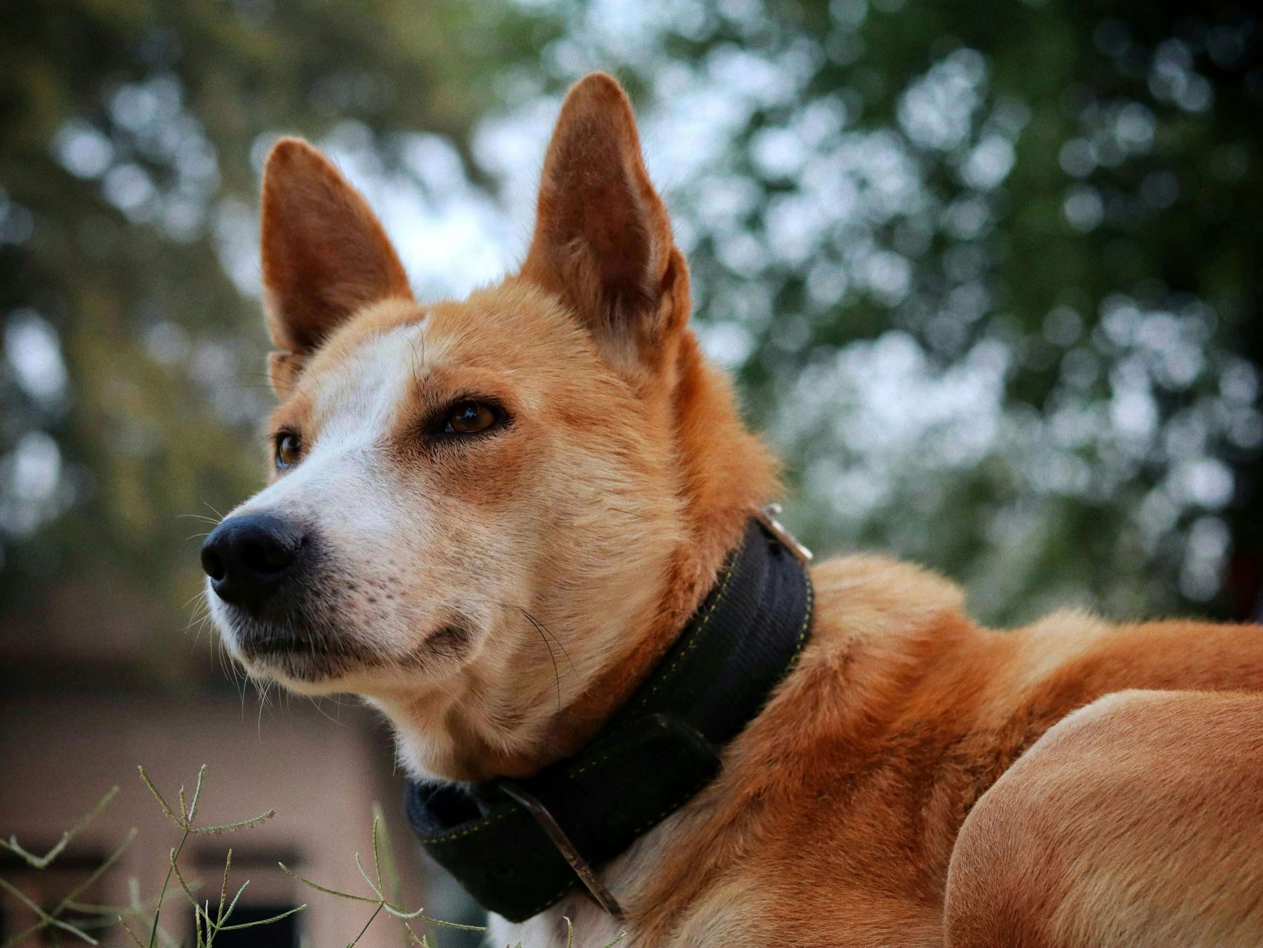 An image of a Basenji Dog breed puppy