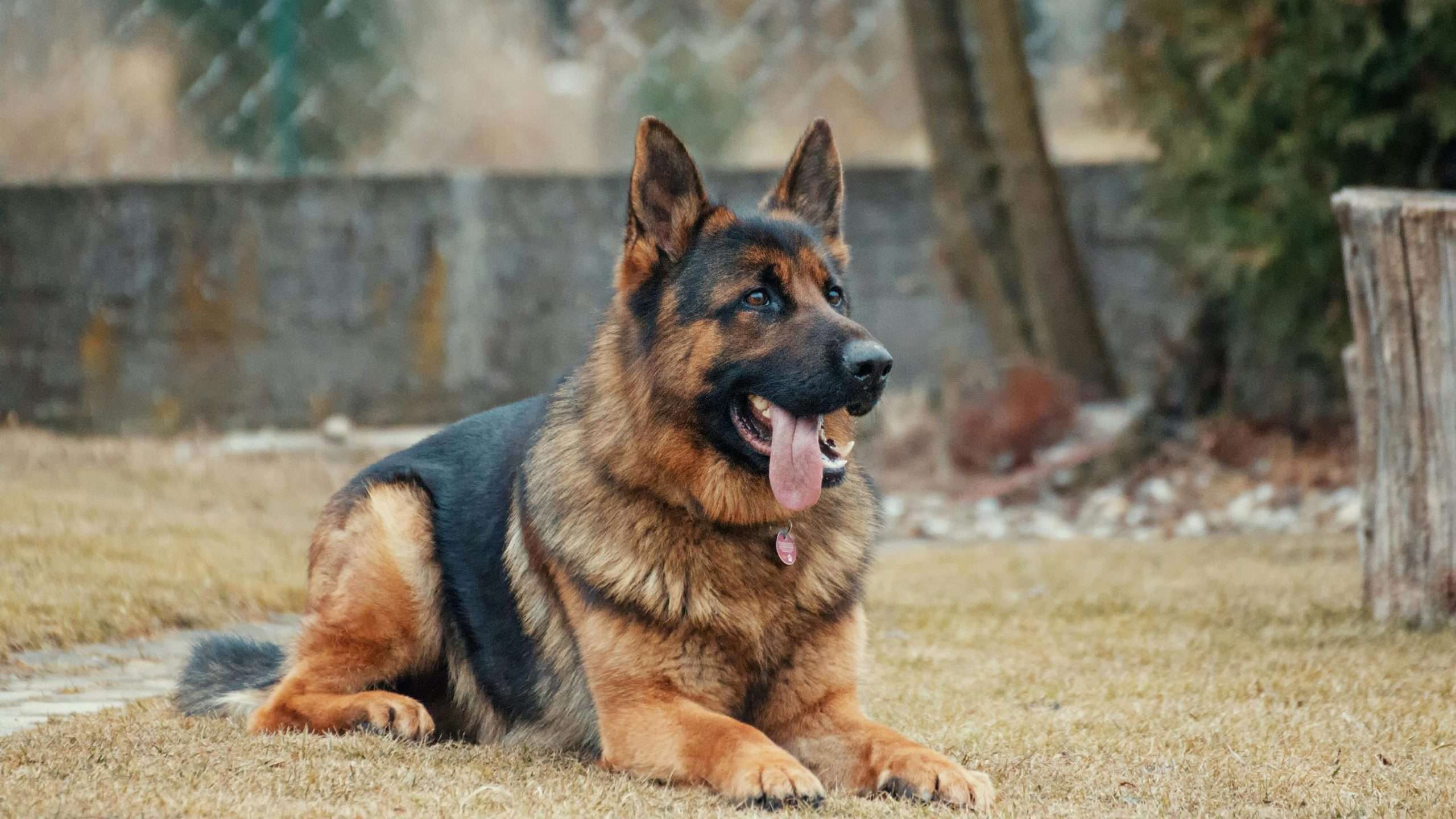 An image of a German Shepherd