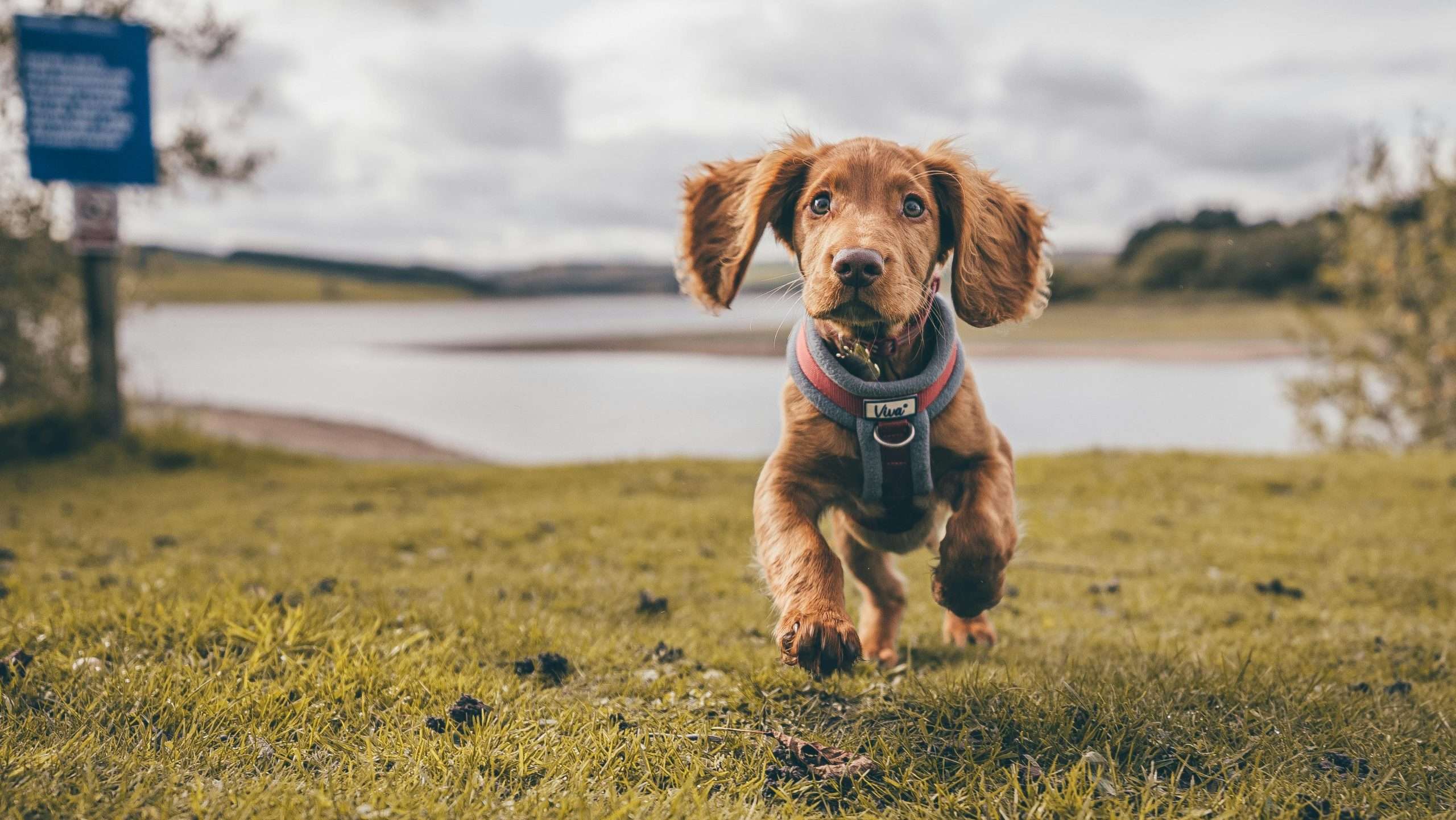 An image of a puppy running