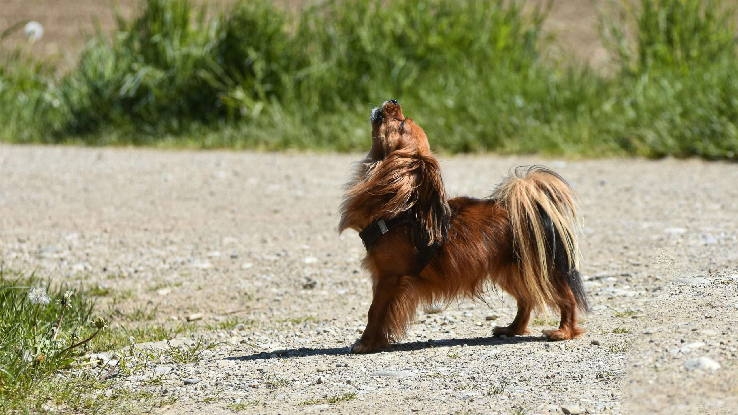 An image of a dog barking