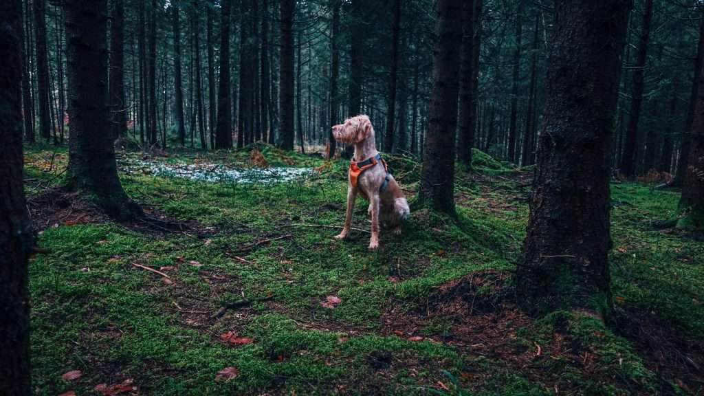 An image of a dog sitting - deafness in dogs