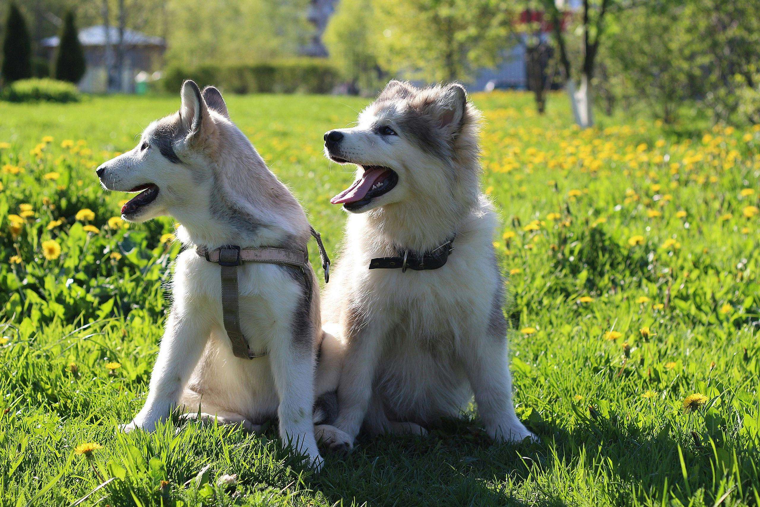 An image of dogs with dandelions