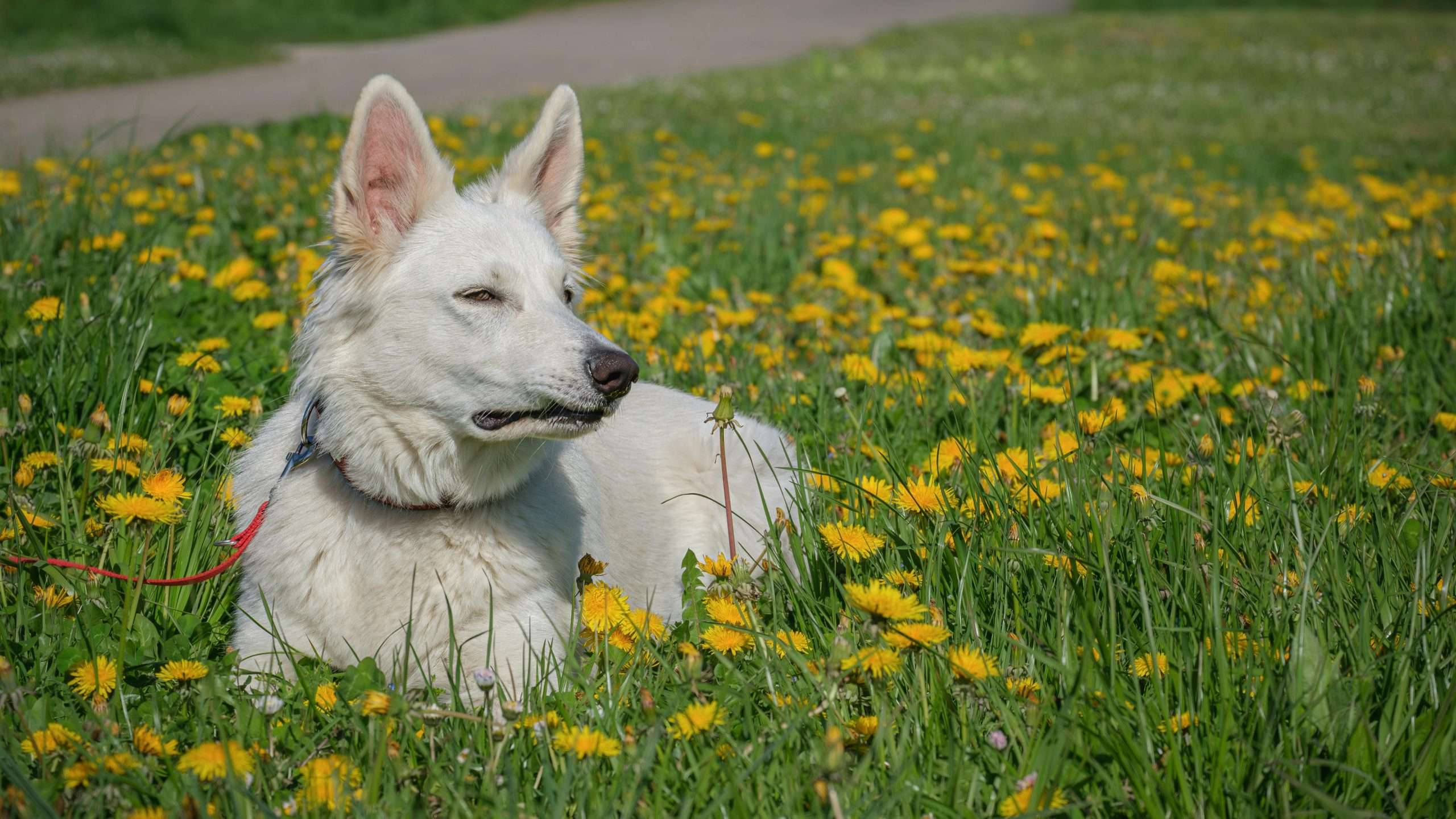 An image of a dog lying in dandelions - Can dogs eat dandelions