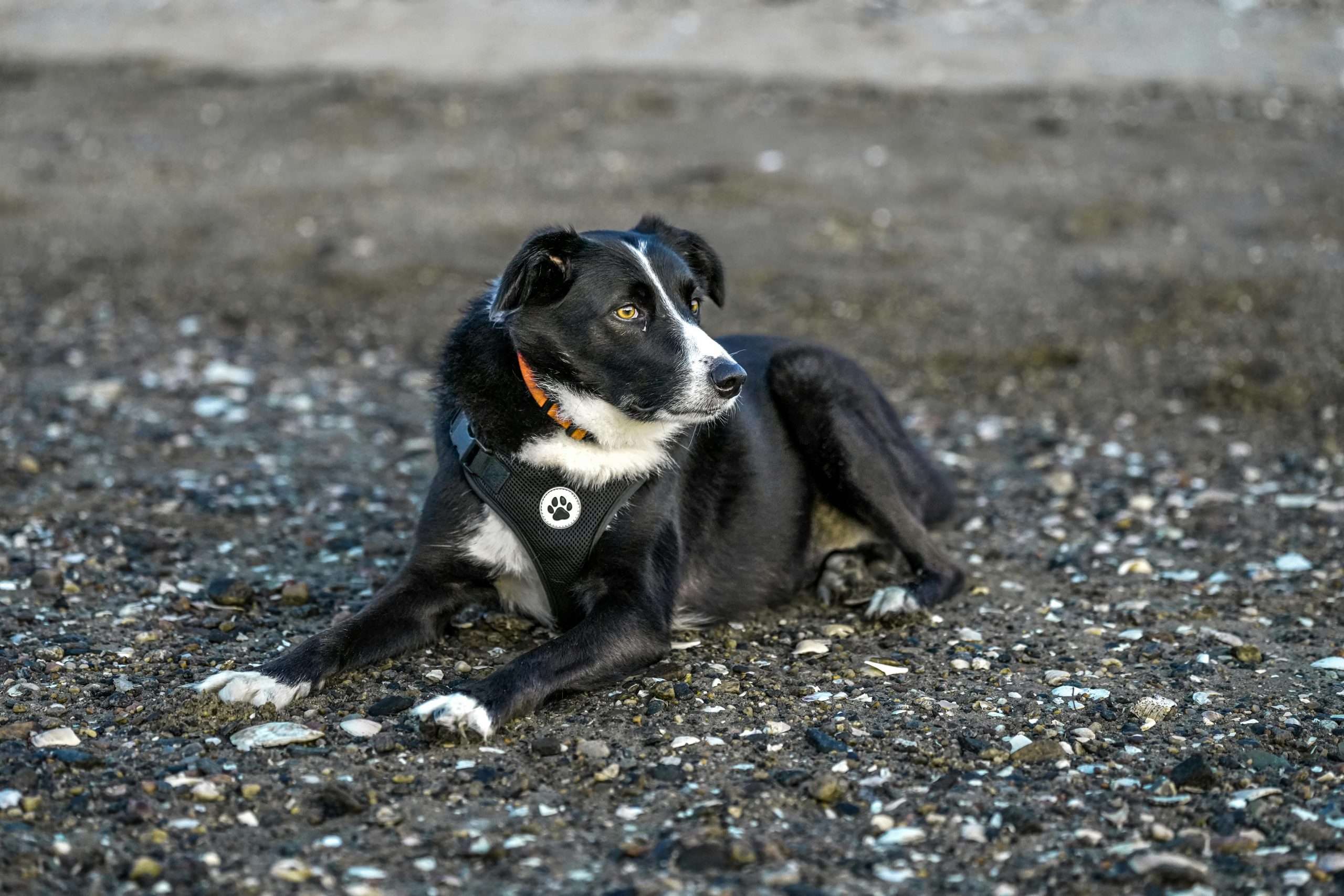 An image of a dog sitting - protect your dog's hearing