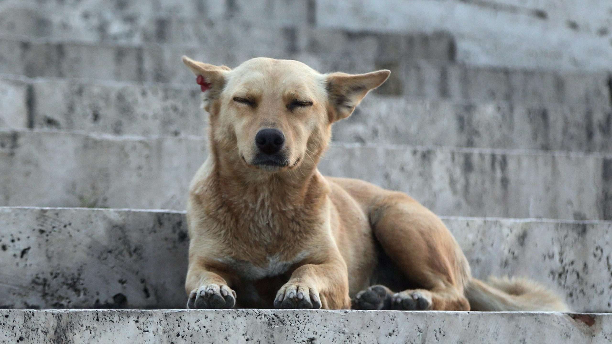 An image of a dog sitting on steps