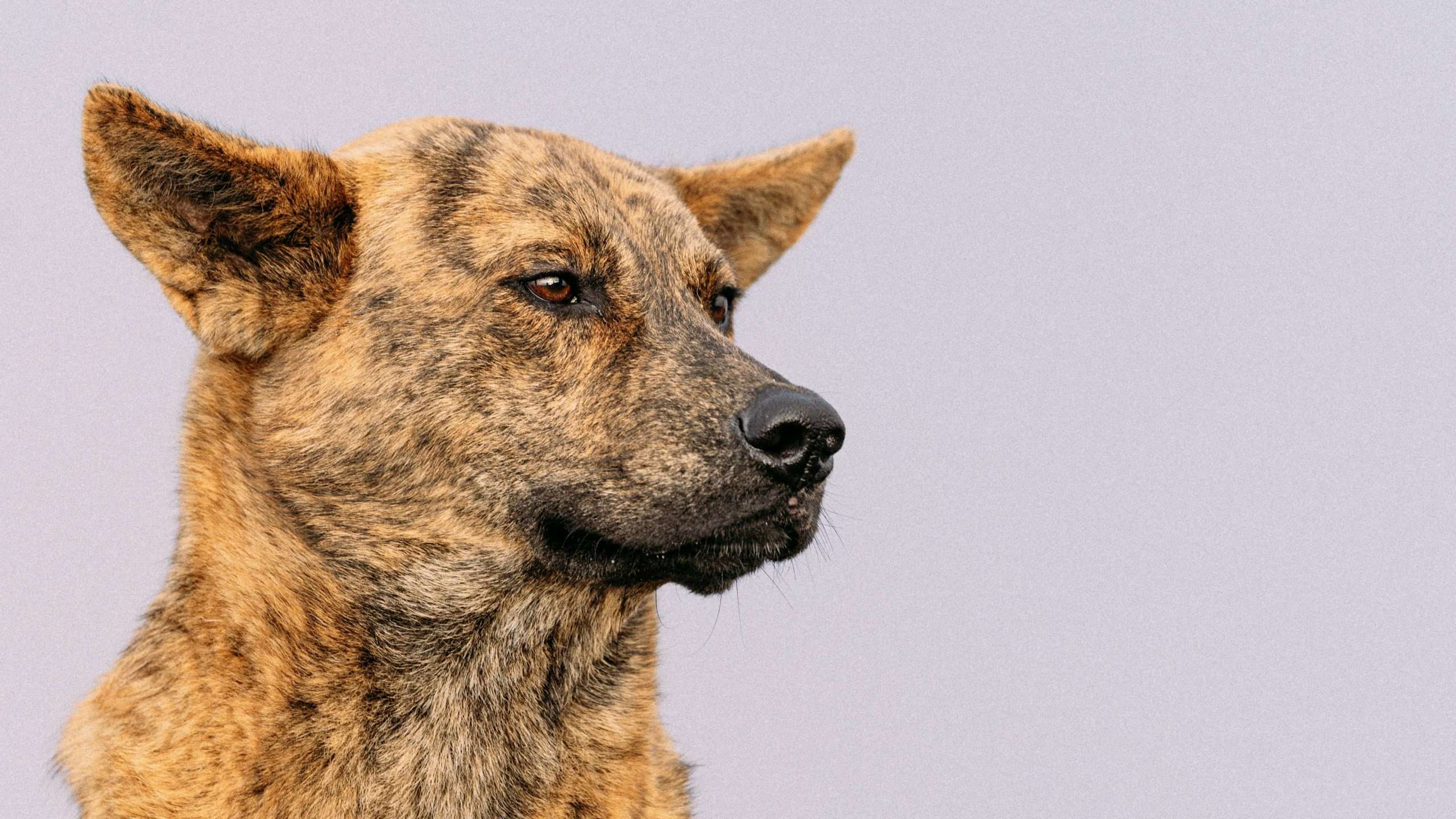 An image of a dog - protect your dog's hearing