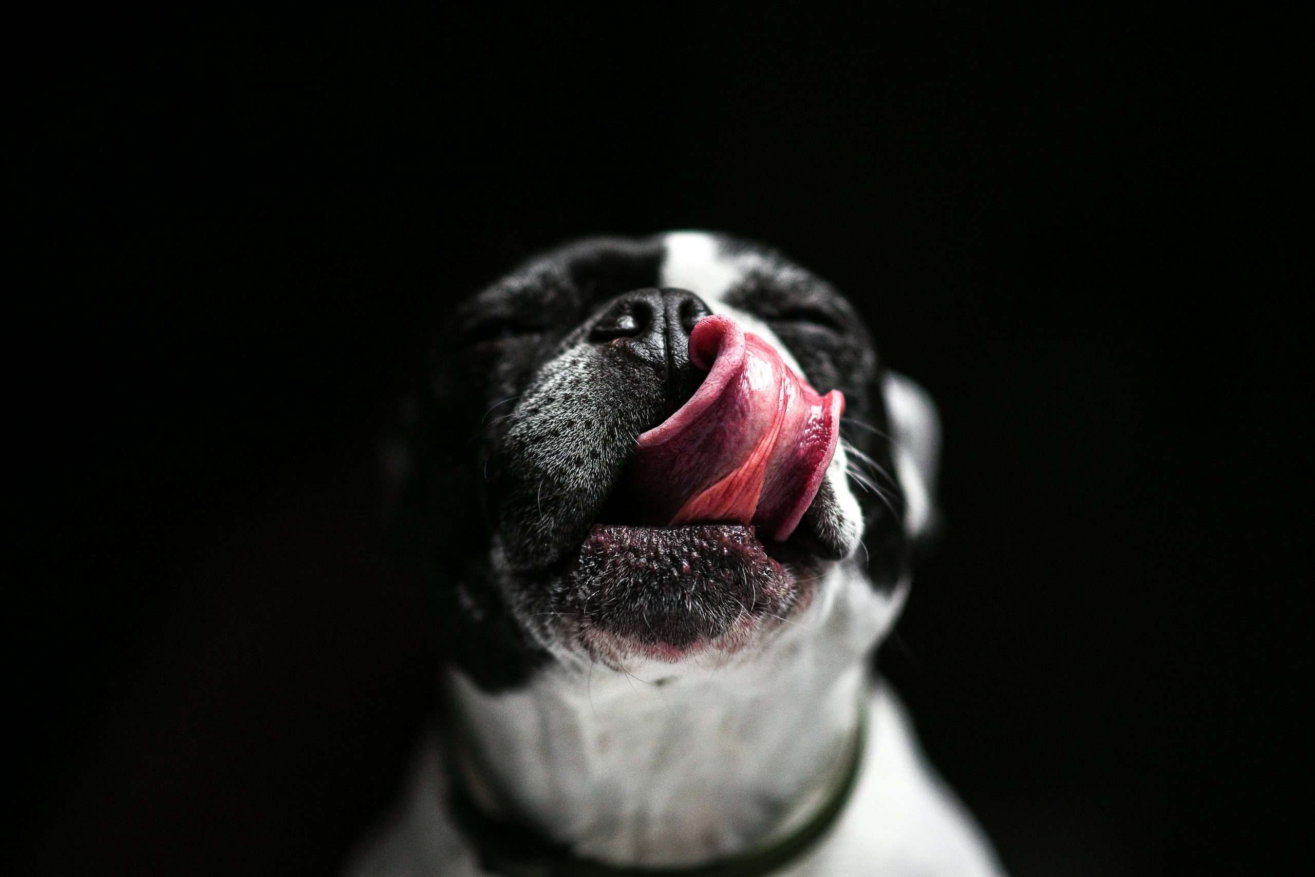 An image of a dog's tongue - unhealthy dog tongue