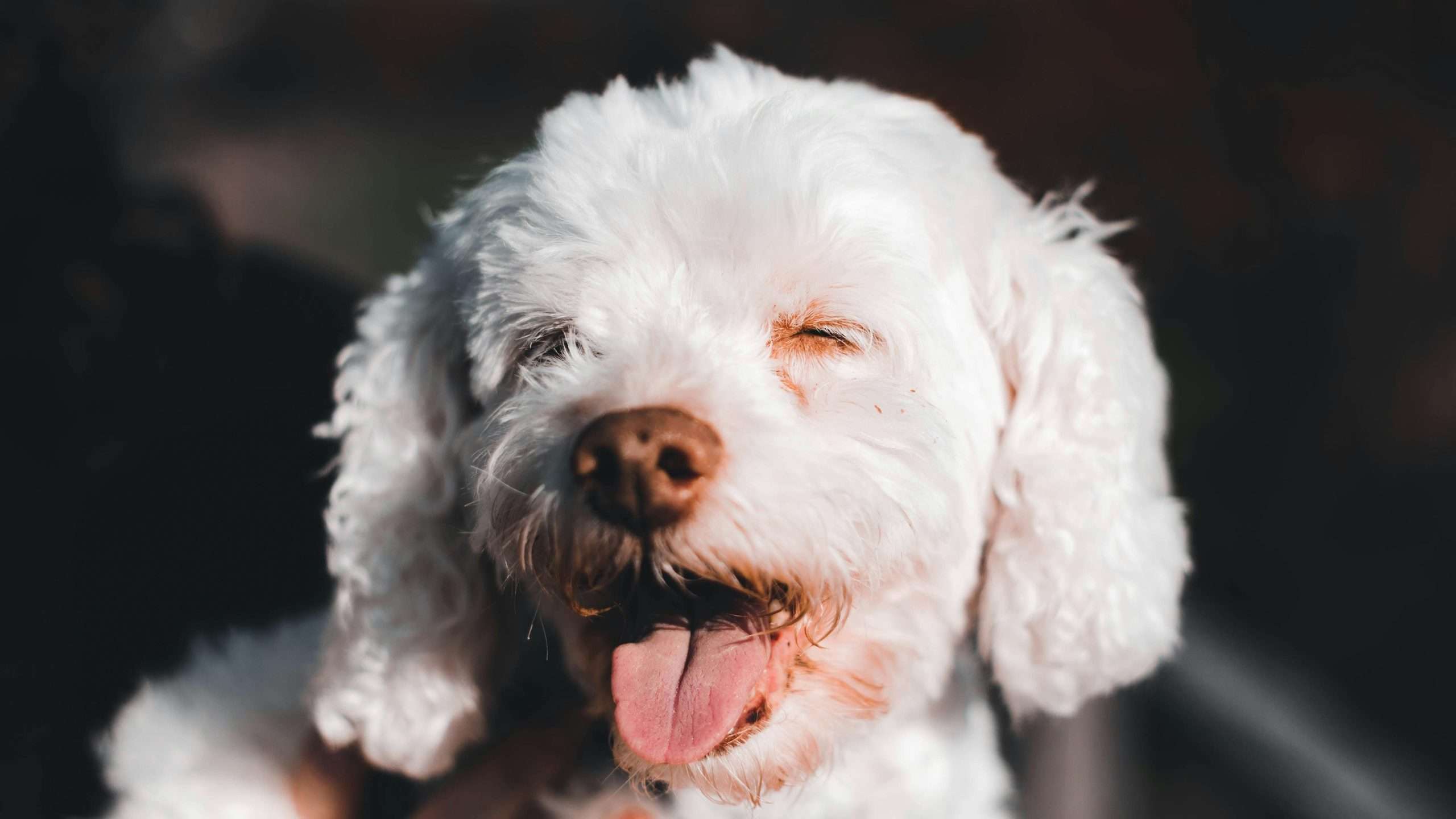 An image of a dog with tongue out - Dog tongue health