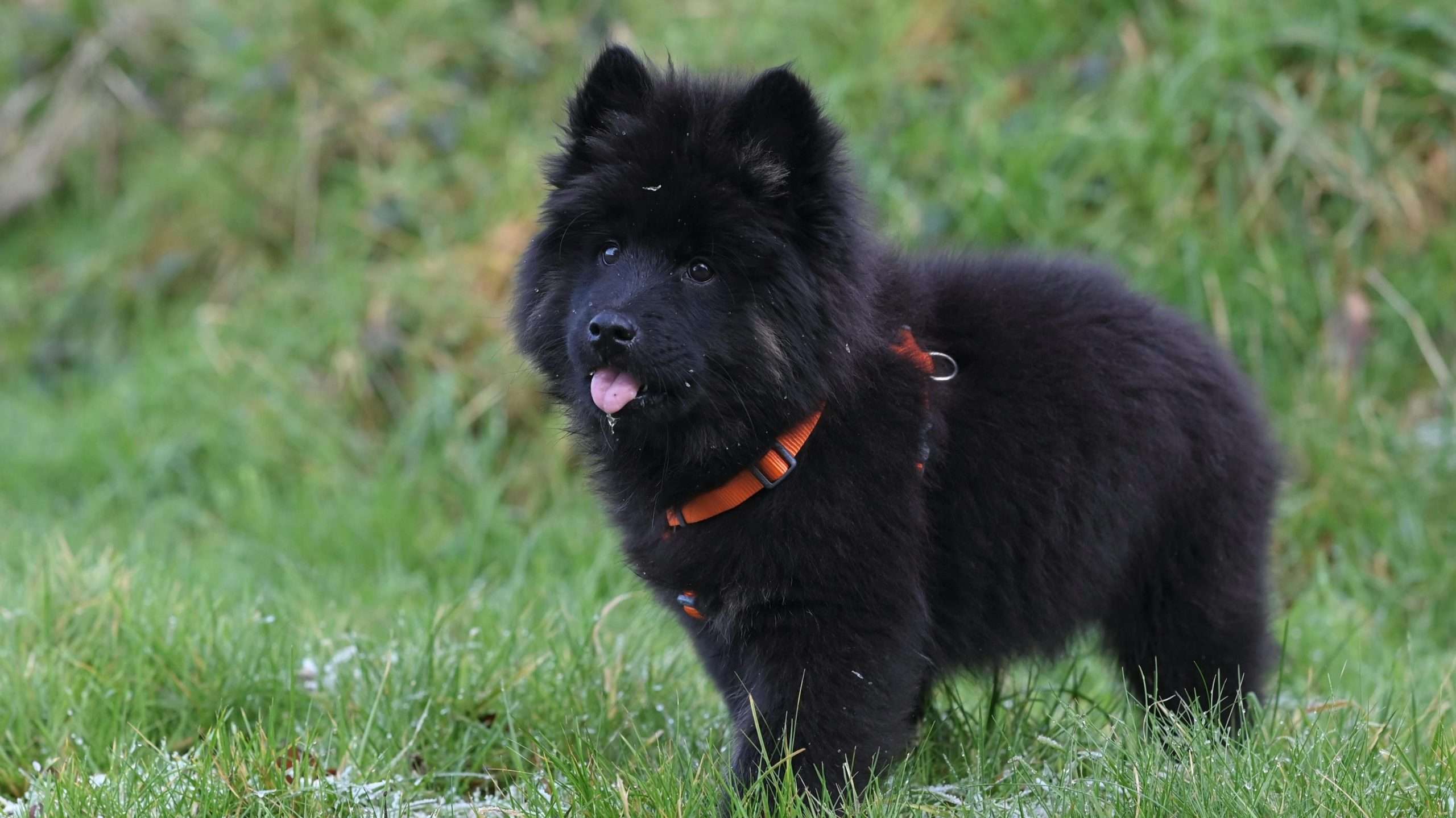 An image of a chow chow puppy
