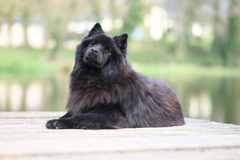 Is the Chow Chow the Right Breed for Your Lifestyle?