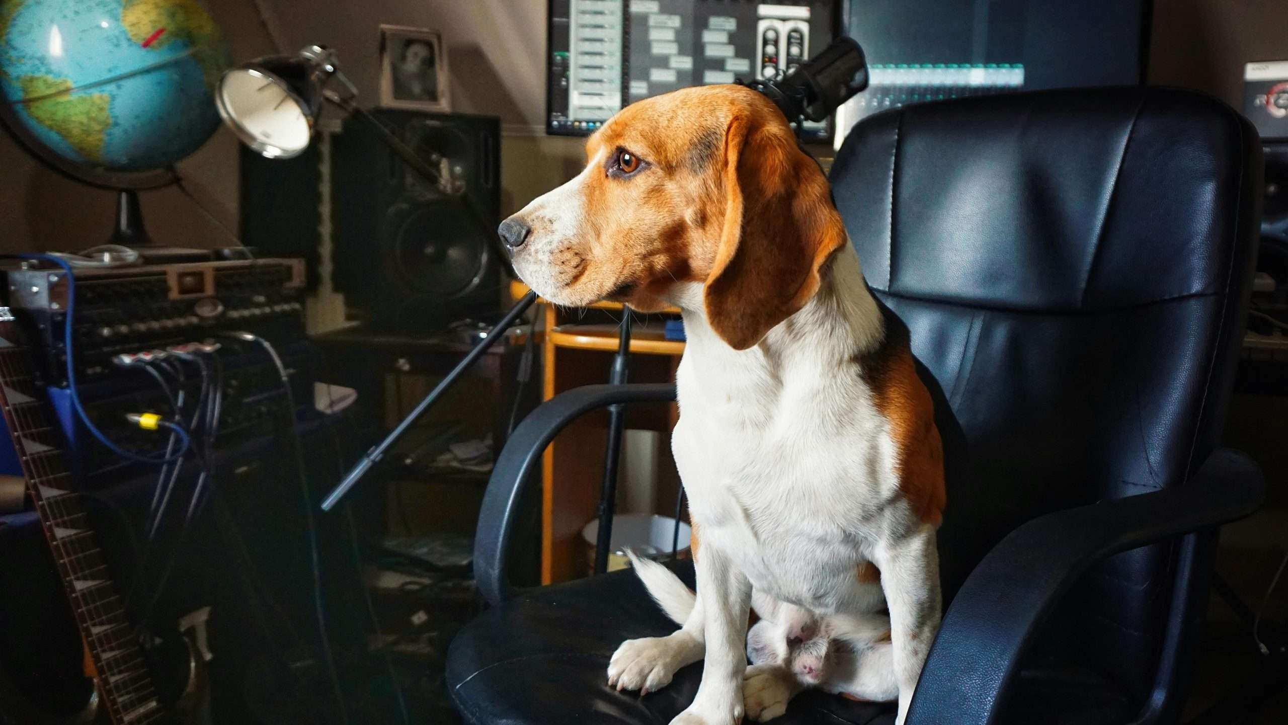 An image of a dog sitting - sounds only dogs can hear