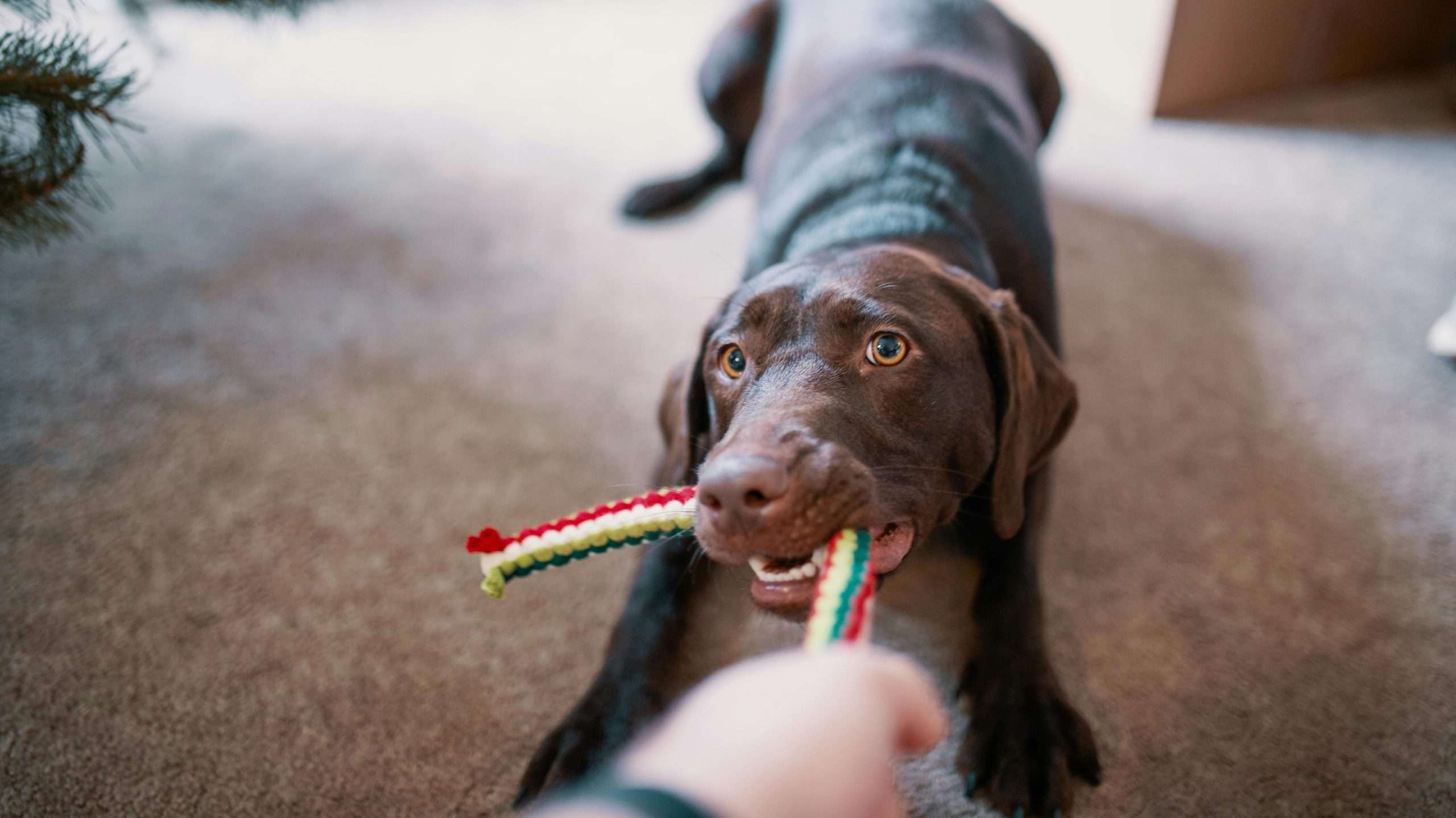 An image of a dog playing with a toy