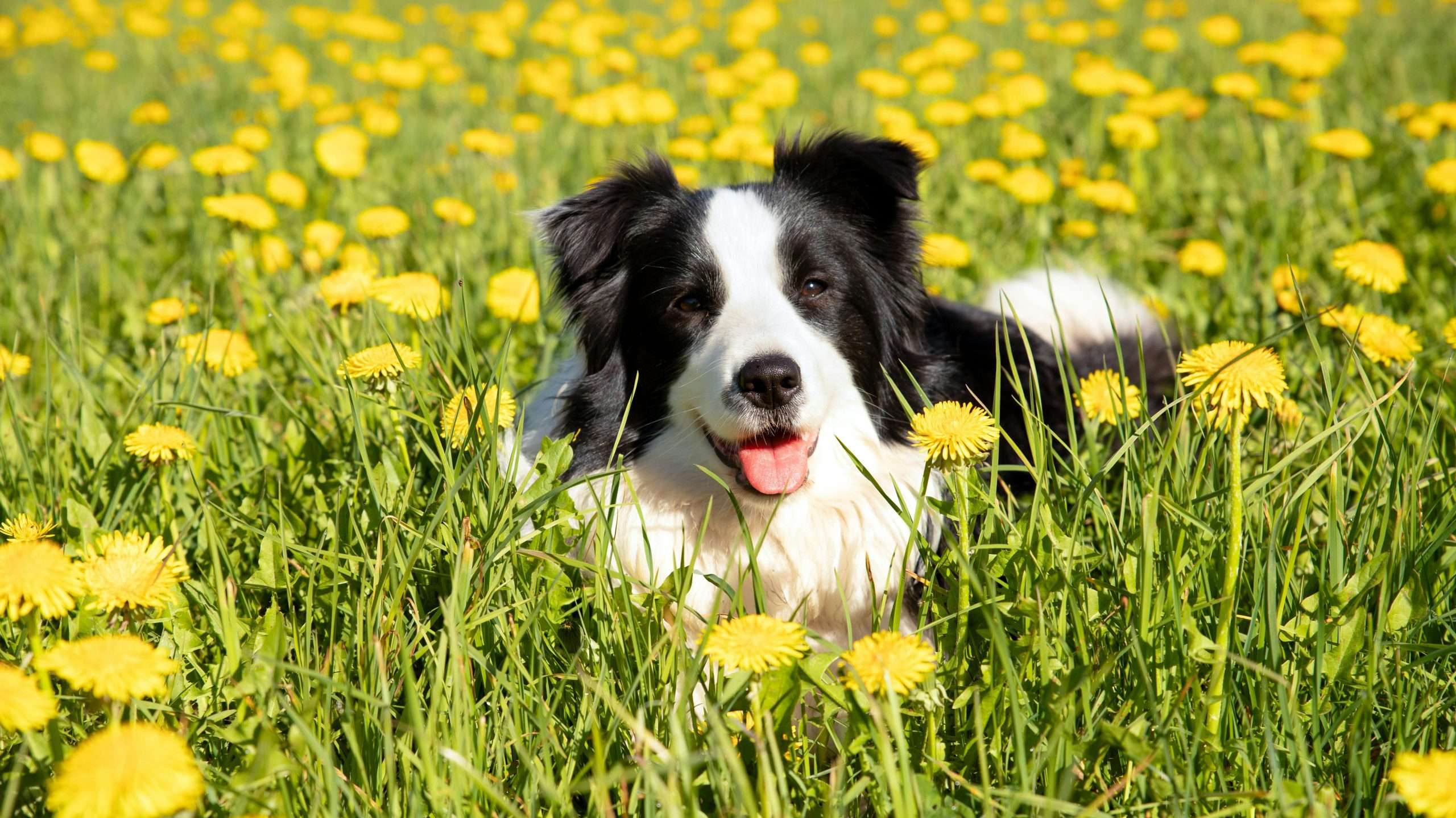 An image of a dog surrounded by dandelions