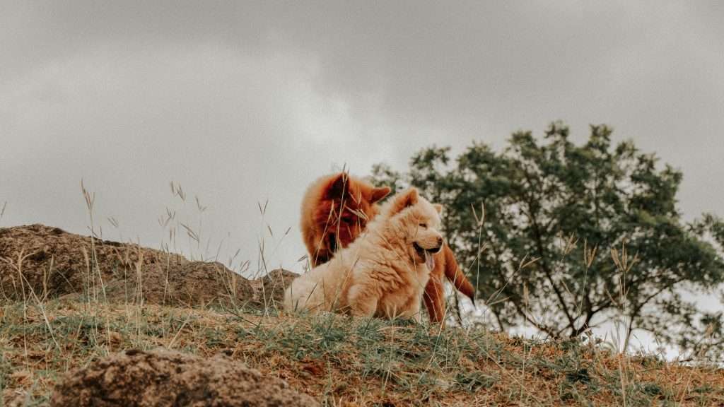 An image of a chow chow dog on a hill