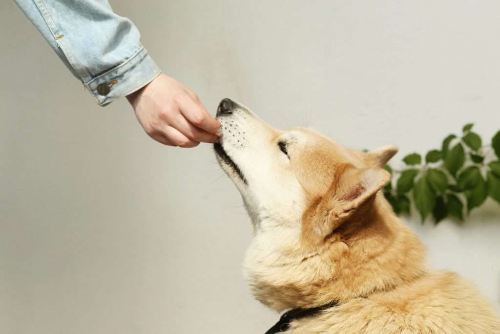 Stunning Household Items That Are Hazardous To Dogs image