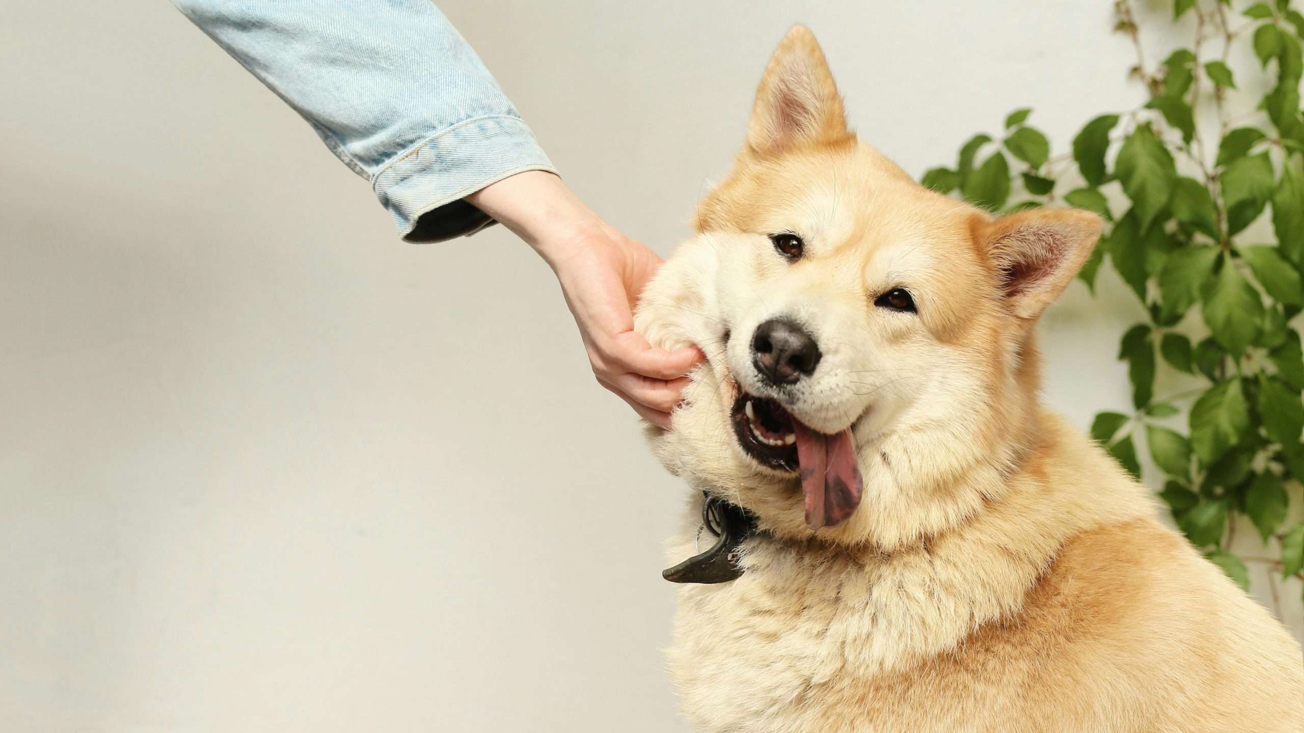 An image of a dog - hanging tongue syndrome in dogs