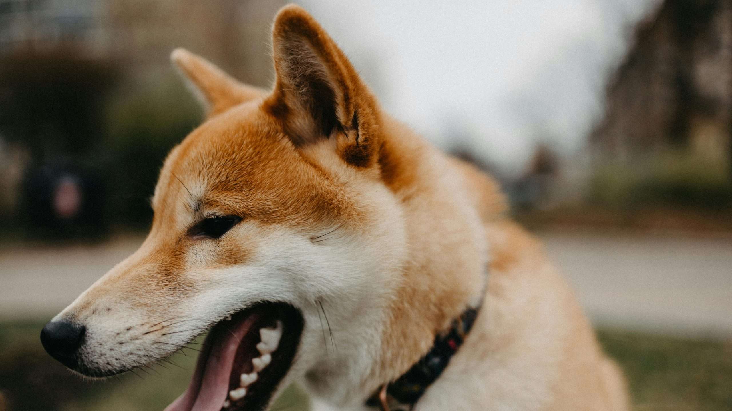 An image of a dog's ear