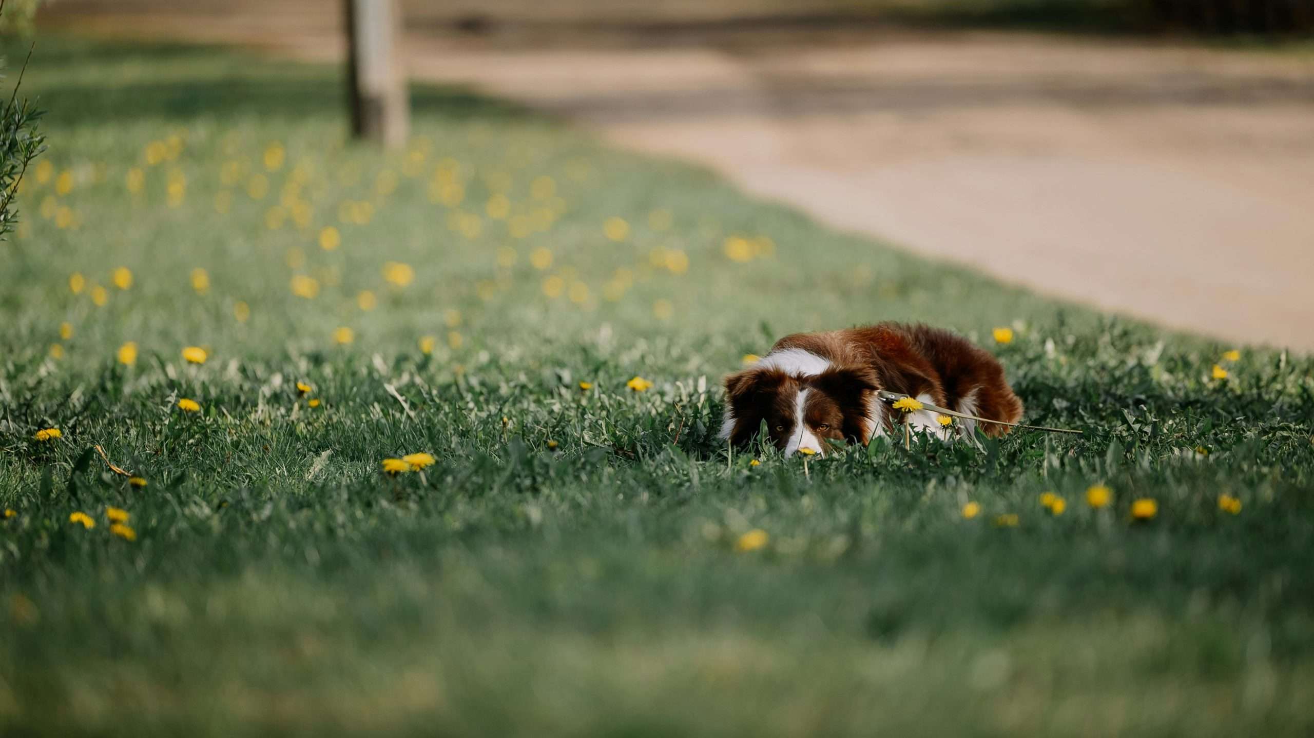 An image of a dog laying in dandelions