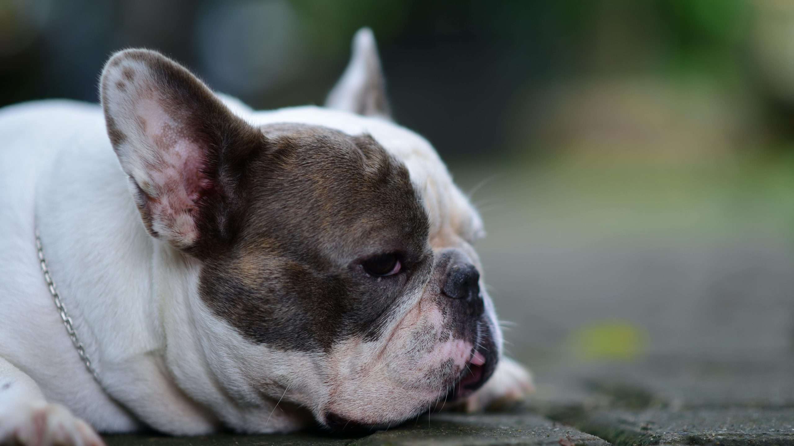 An image of a dog laying