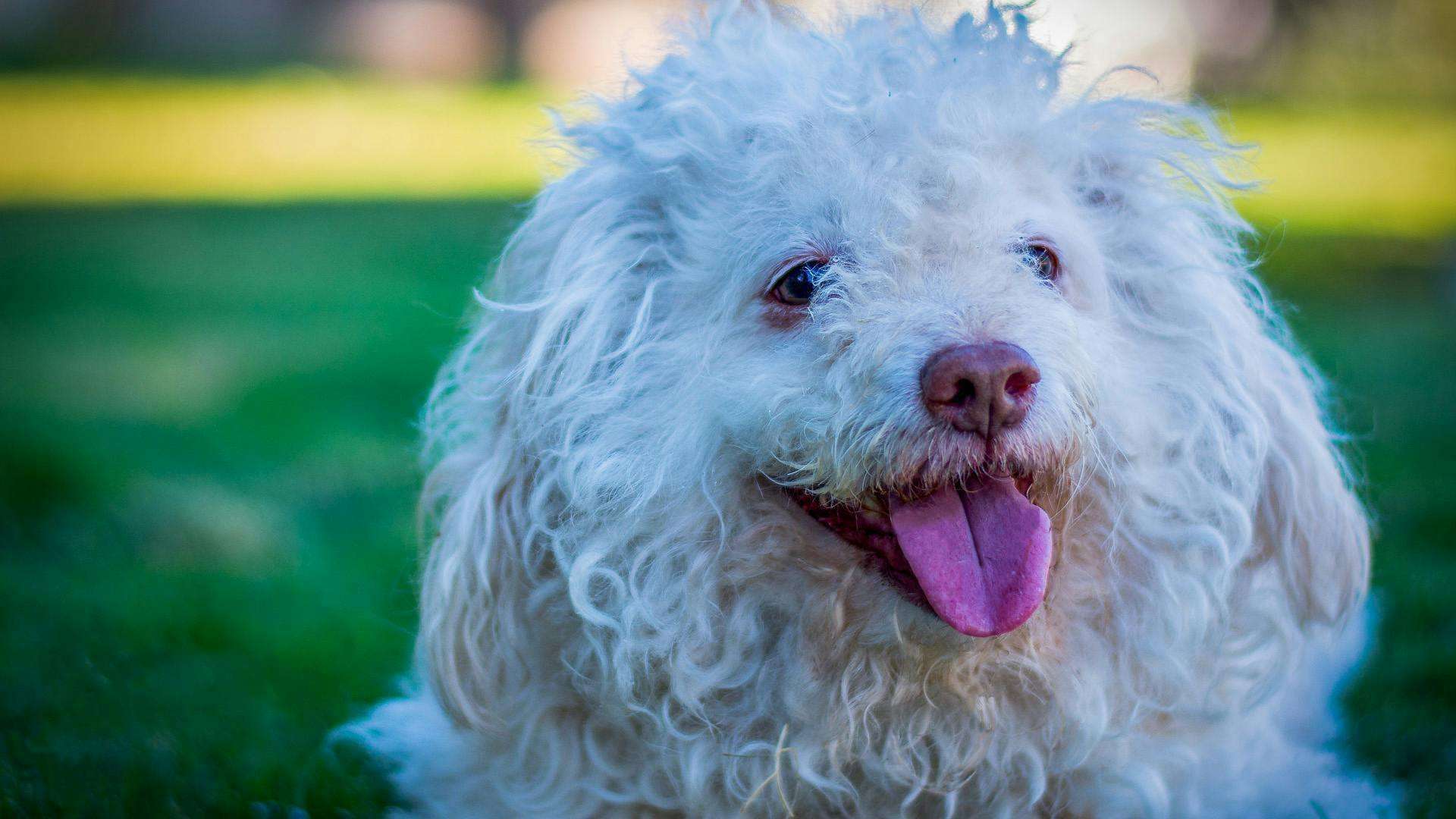 An image of a dog sticking its tongue out - Hanging tongue syndrome in dogs