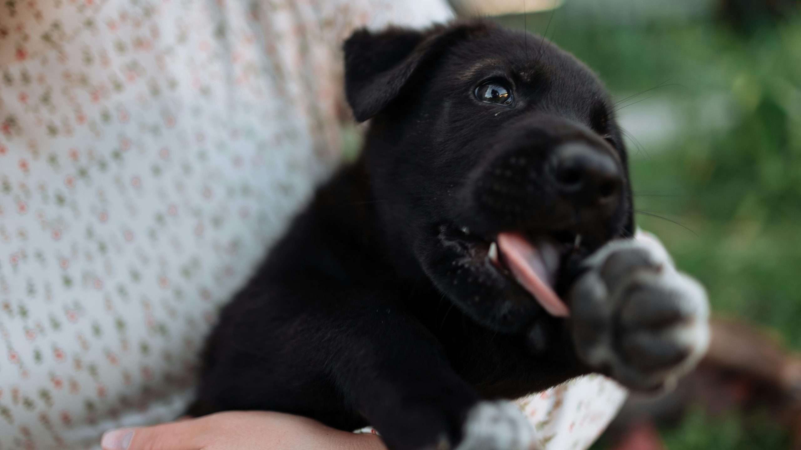An image of a dog tongue out 