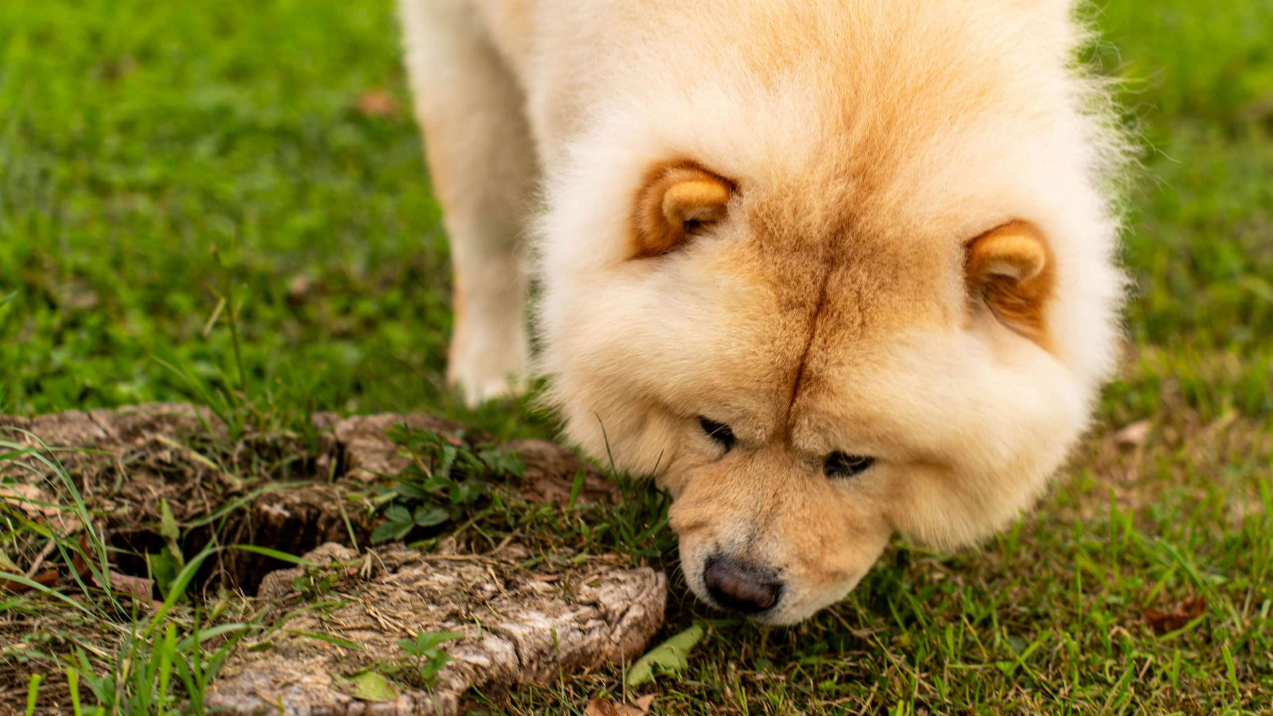 An image of a chow chow dog in a lawn