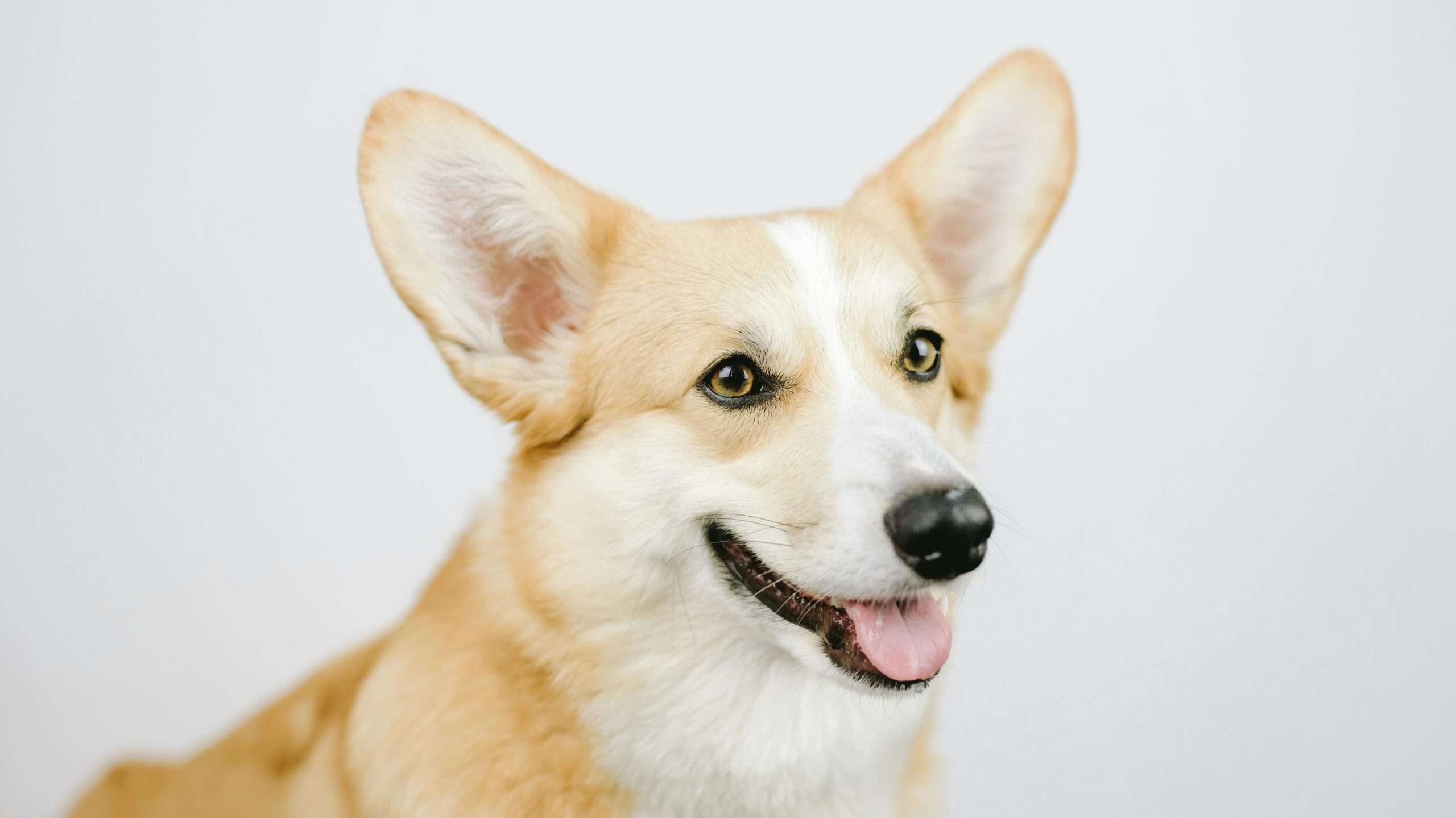 An image of a dog tongue