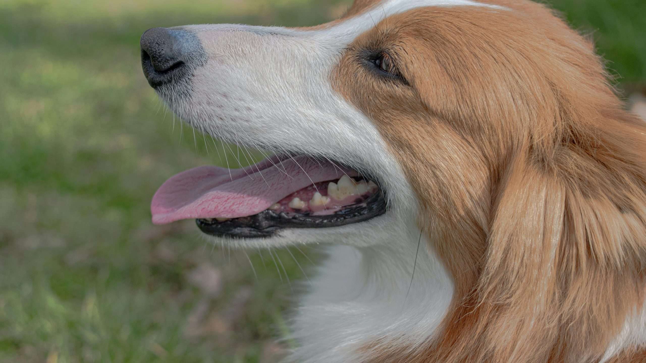An image of a dog's tongue - dog tongue color